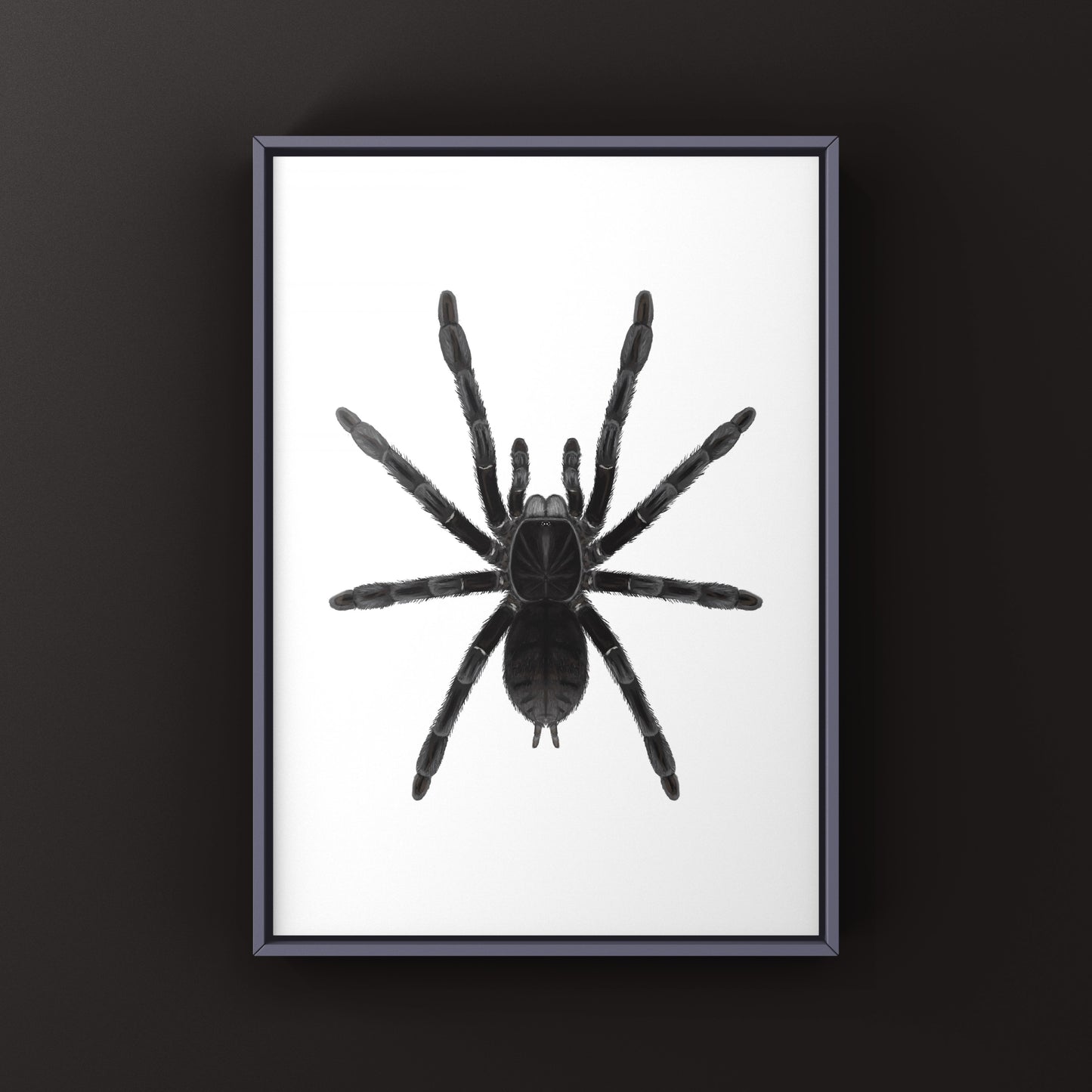 Borneo Black Tarantula, Phormingochilus Arboricola, Photographic Art Print from The Silk Ranch