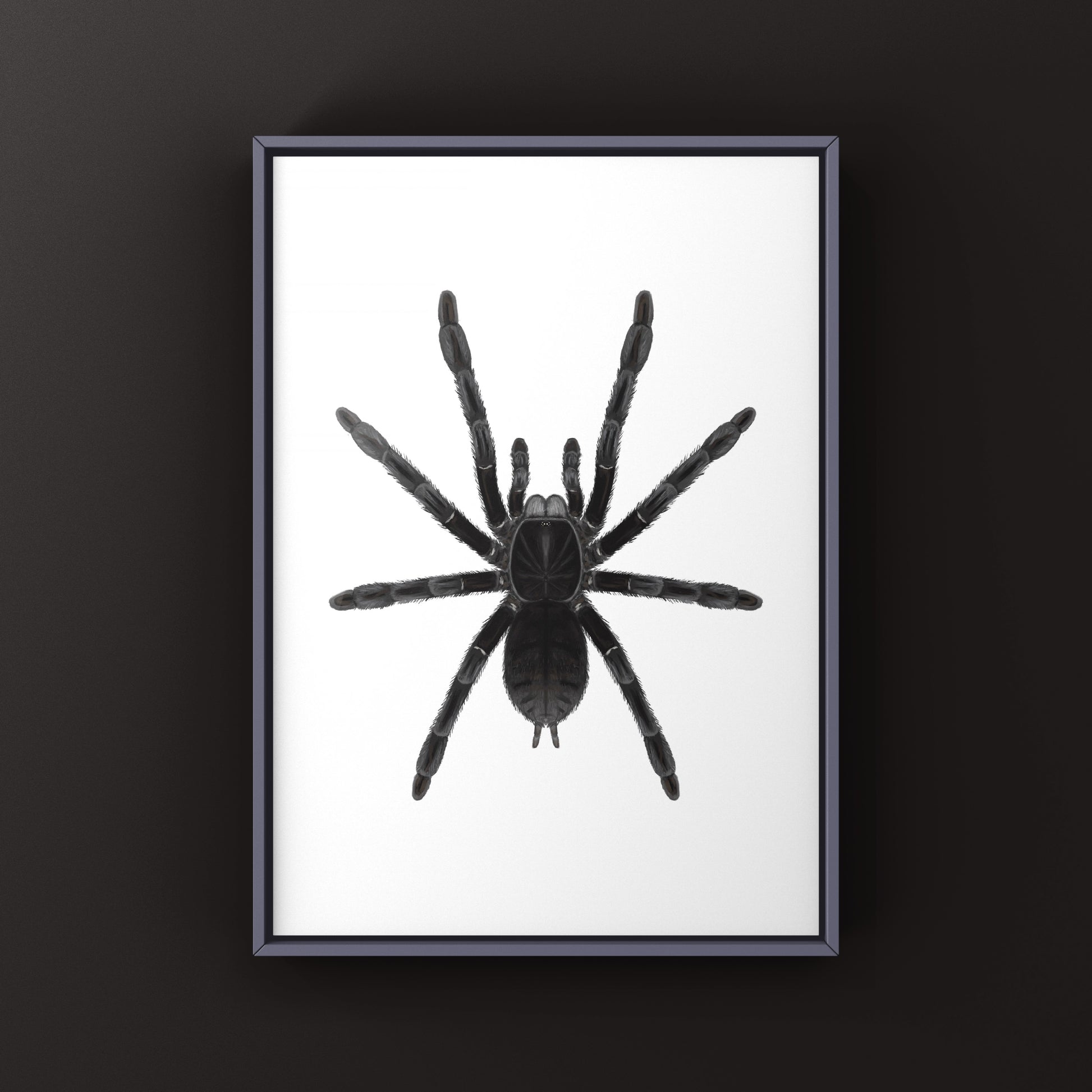 Borneo Black Tarantula, Phormingochilus Arboricola, Photographic Art Print from The Silk Ranch
