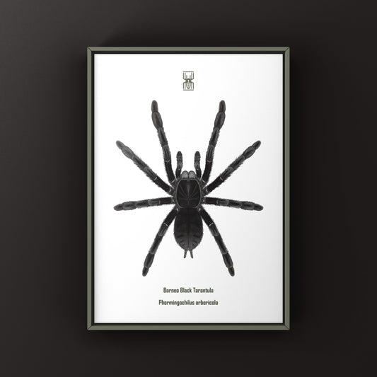 Borneo Black Tarantula, Phormingochilus Arboricola, Photographic Art Print from The Silk Ranch