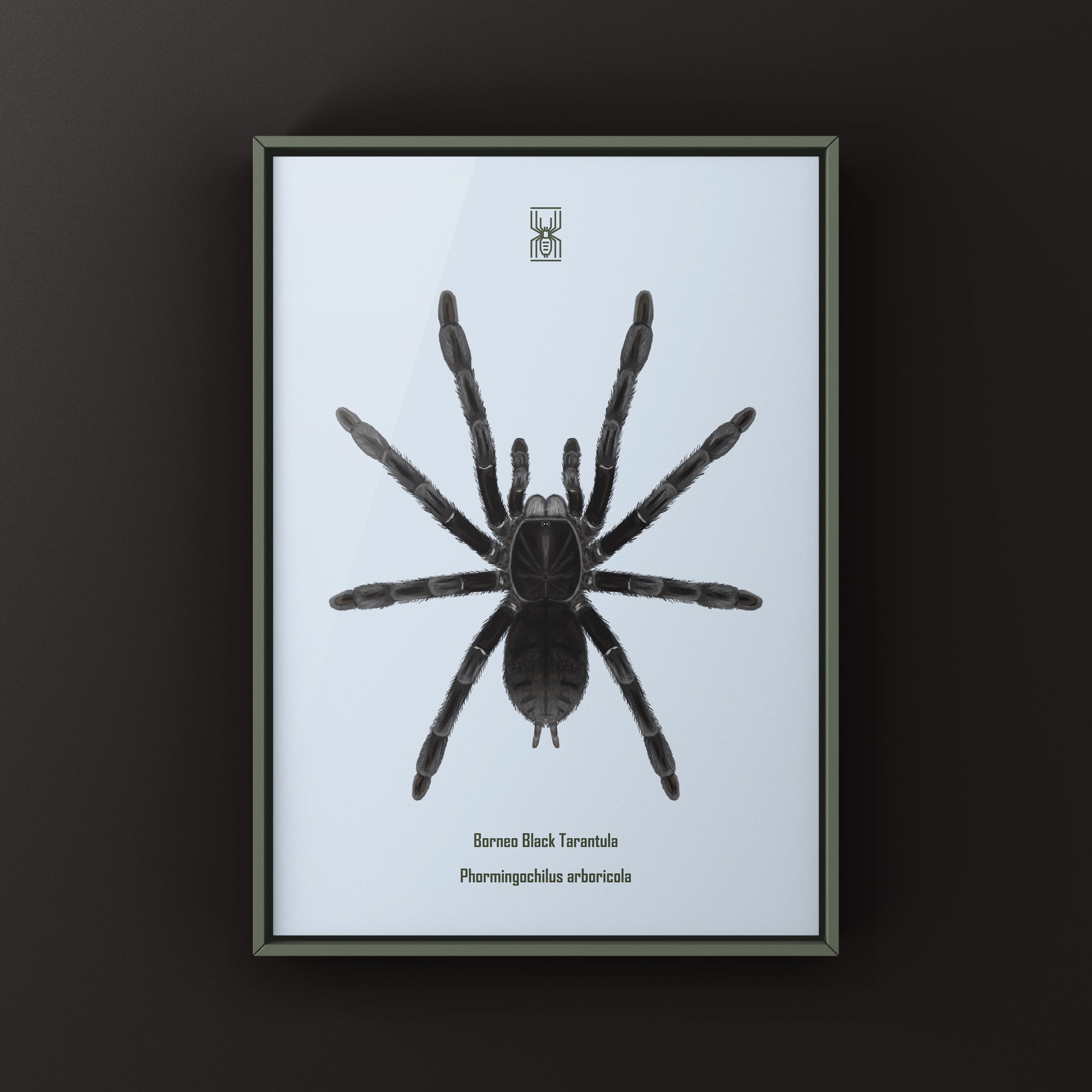 Borneo Black Tarantula, Phormingochilus Arboricola, Photographic Art Print from The Silk Ranch