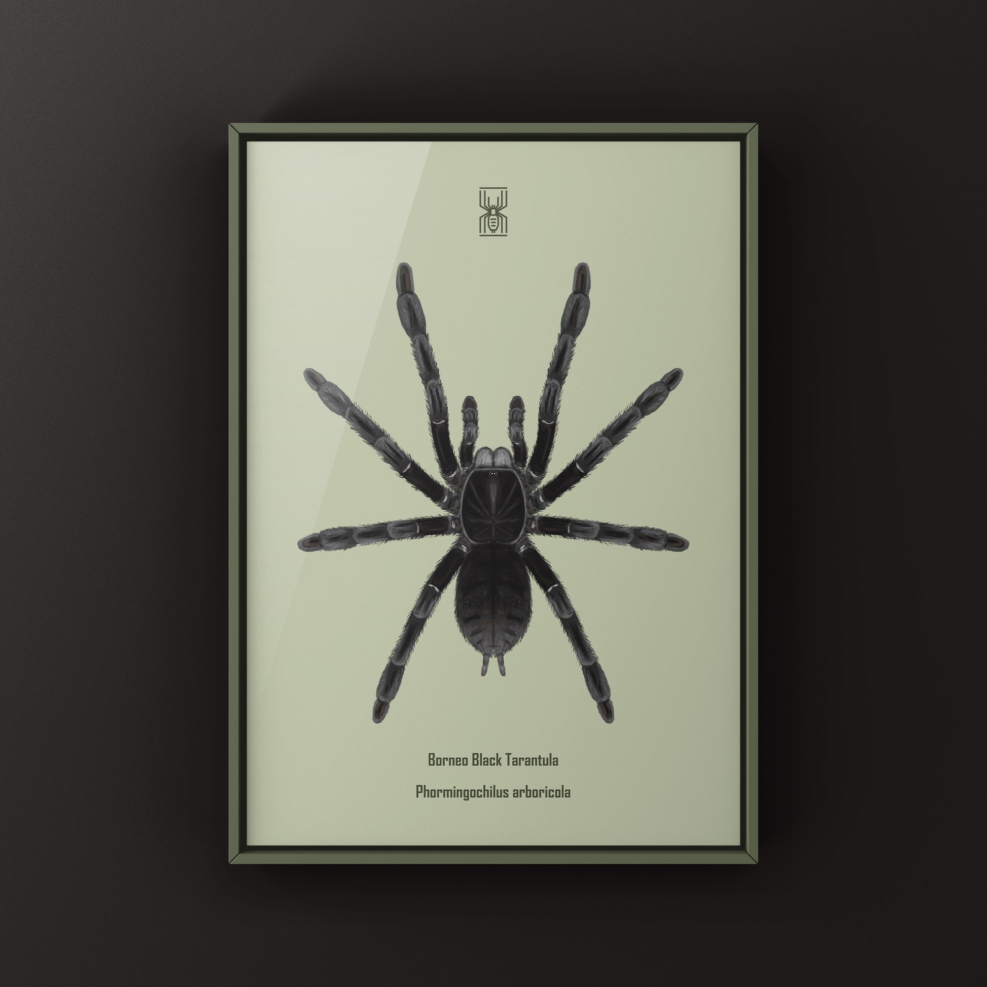 Borneo Black Tarantula, Phormingochilus Arboricola, Photographic Art Print from The Silk Ranch