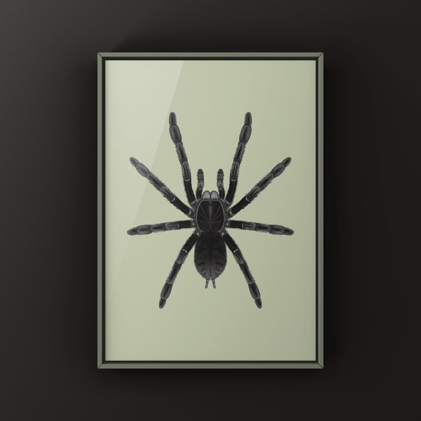 Borneo Black Tarantula, Phormingochilus Arboricola, Photographic Art Print from The Silk Ranch