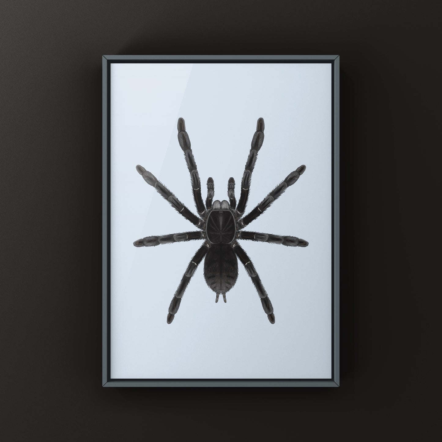 Borneo Black Tarantula, Phormingochilus Arboricola, Photographic Art Print from The Silk Ranch