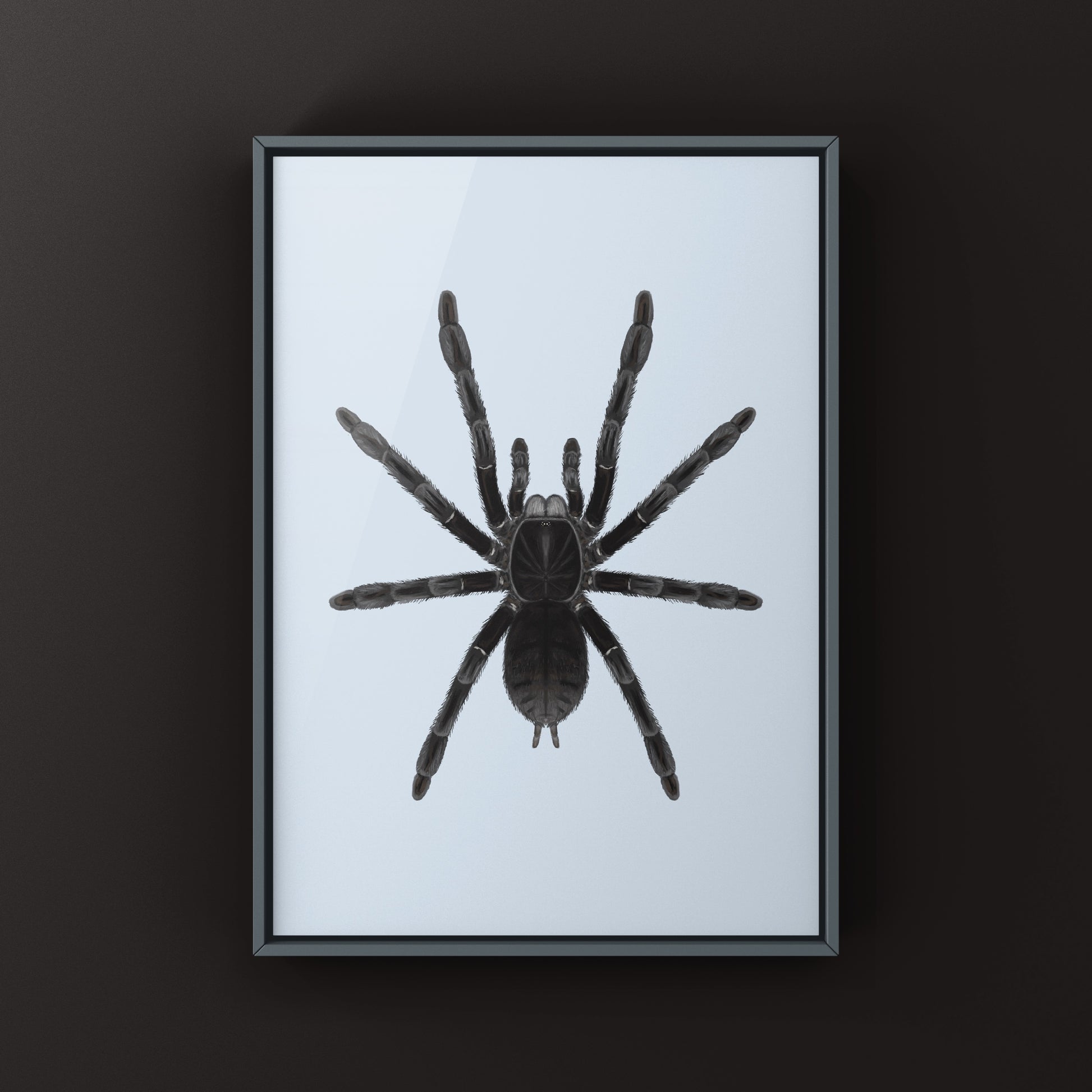 Borneo Black Tarantula, Phormingochilus Arboricola, Photographic Art Print from The Silk Ranch