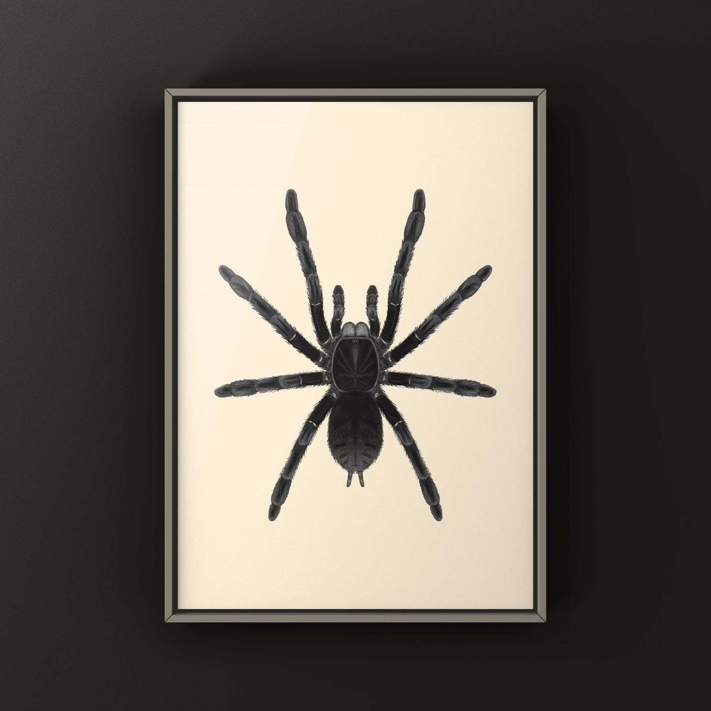 Borneo Black Tarantula, Phormingochilus Arboricola, Photographic Art Print from The Silk Ranch