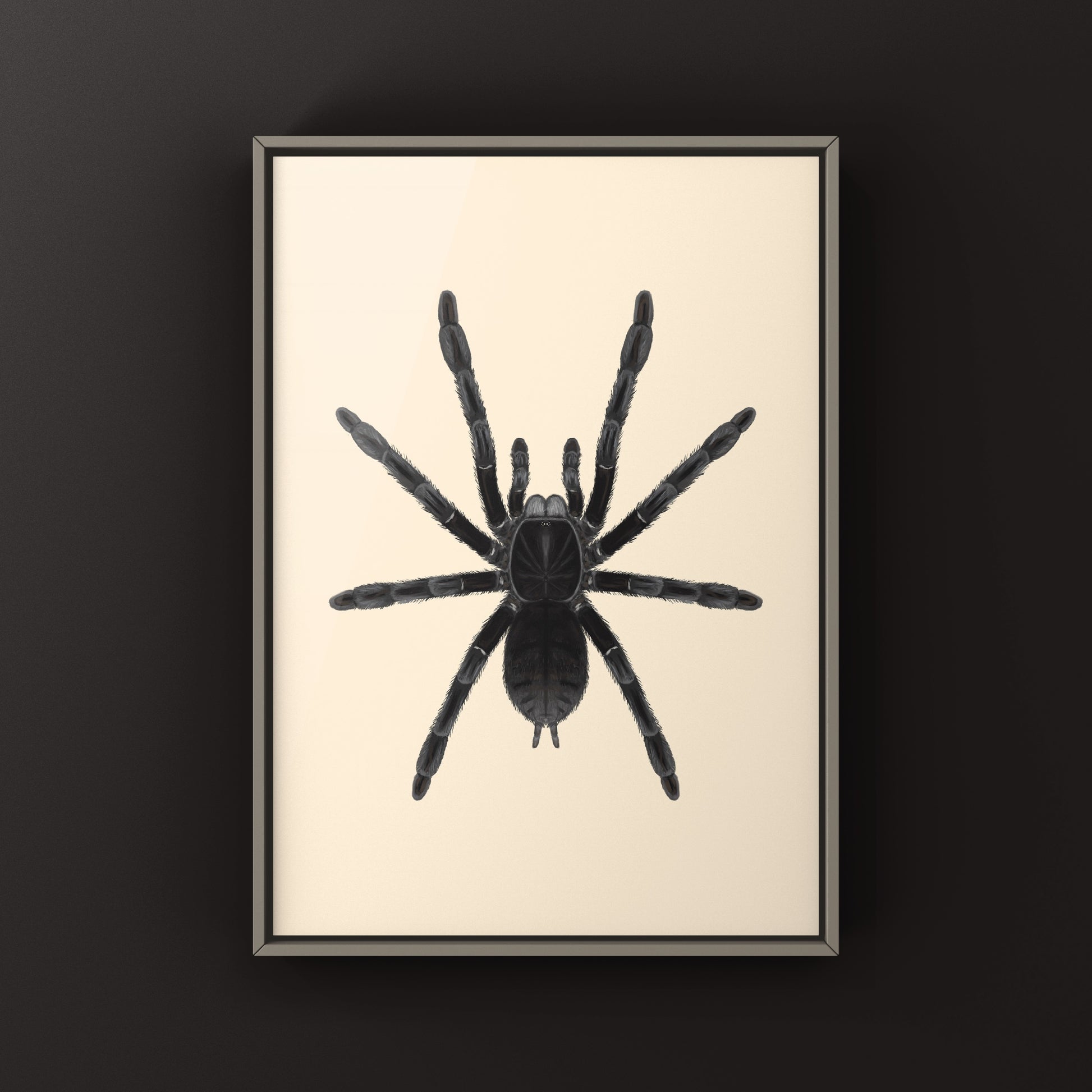 Borneo Black Tarantula, Phormingochilus Arboricola, Photographic Art Print from The Silk Ranch