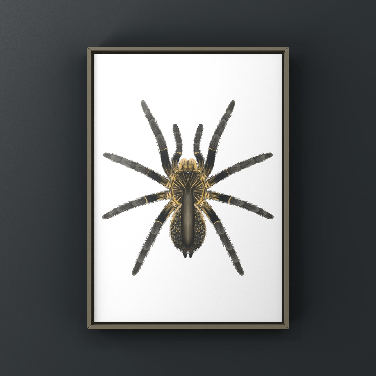 Astonishing Horned Baboon Tarantula, Ceratogyrus Attonitifer, Photographic Art Print from The Silk Ranch