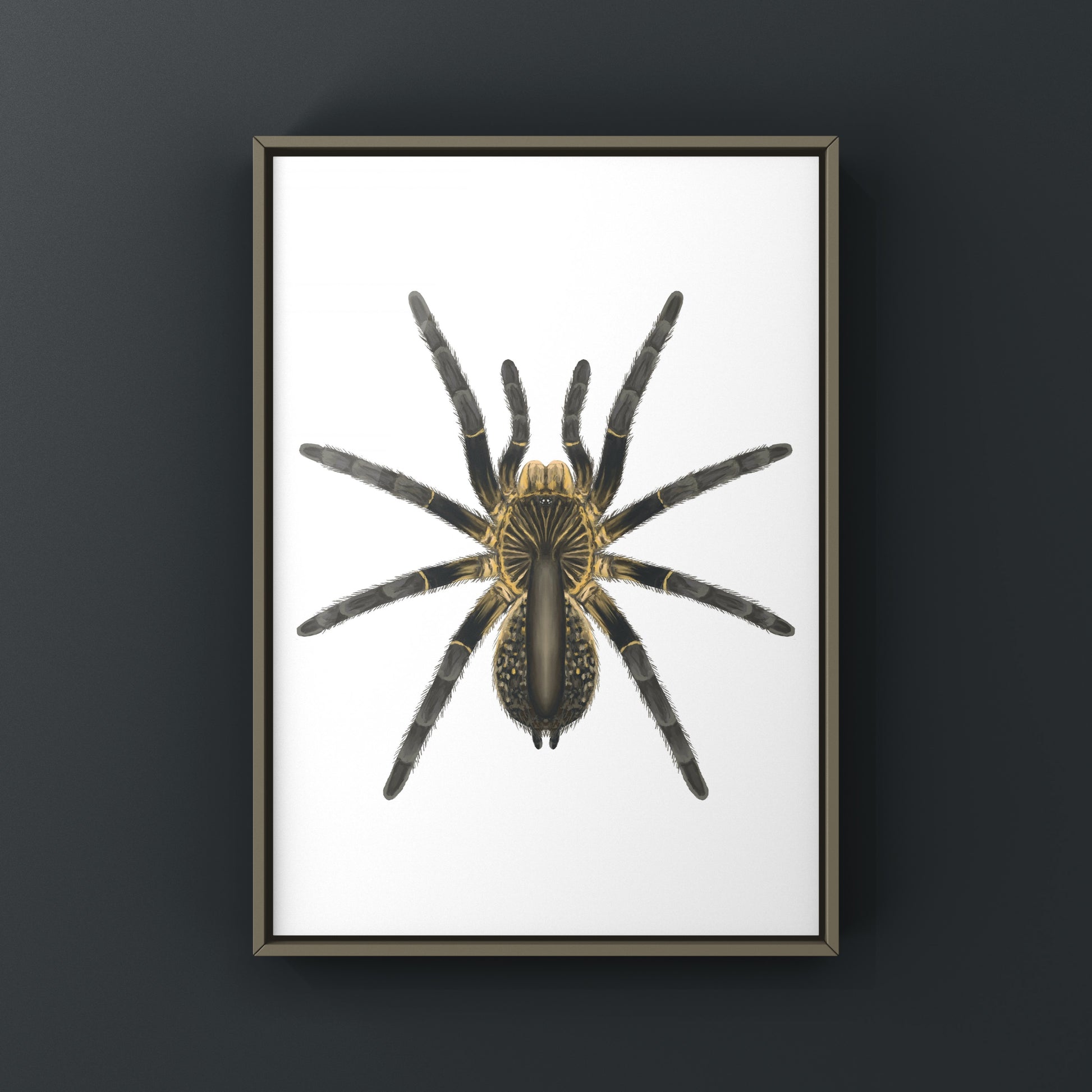 Astonishing Horned Baboon Tarantula, Ceratogyrus Attonitifer, Photographic Art Print from The Silk Ranch