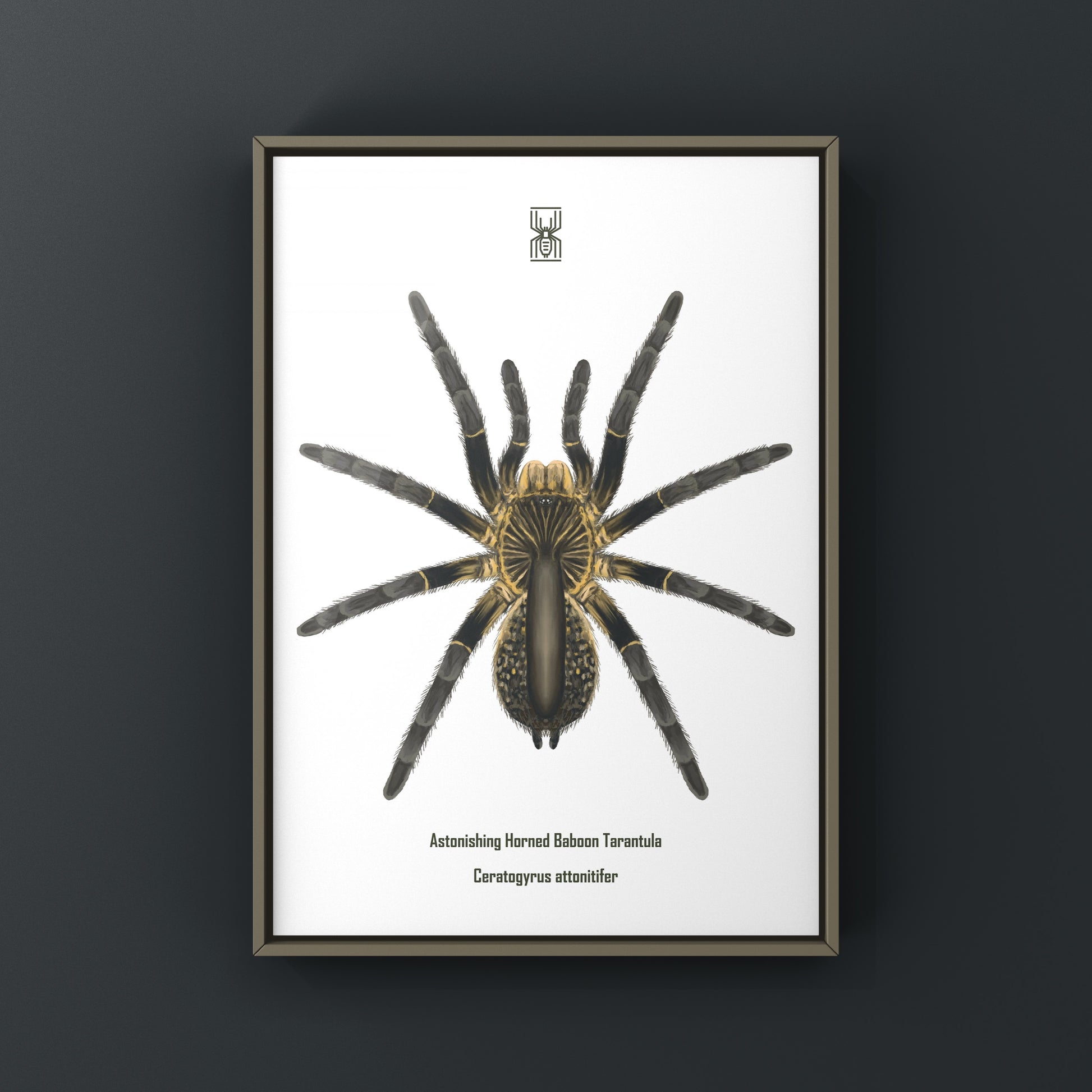 Astonishing Horned Baboon Tarantula, Ceratogyrus Attonitifer, Photographic Art Print from The Silk Ranch