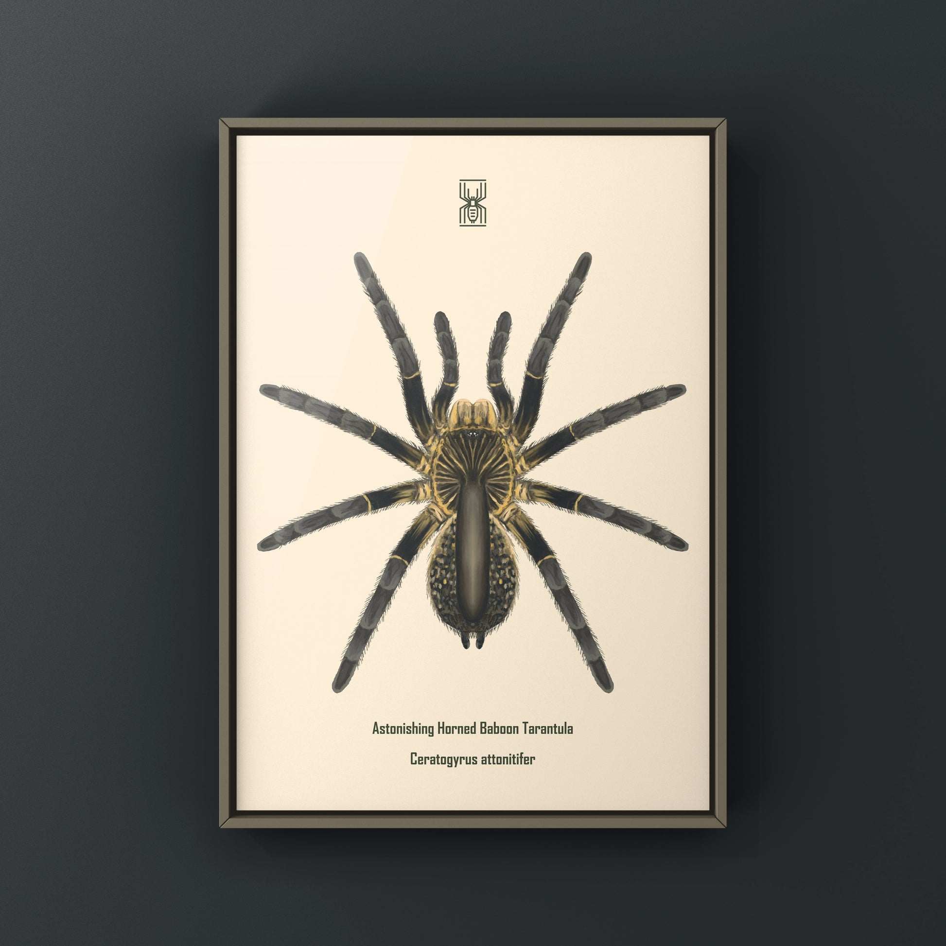 Astonishing Horned Baboon Tarantula, Ceratogyrus Attonitifer, Photographic Art Print from The Silk Ranch