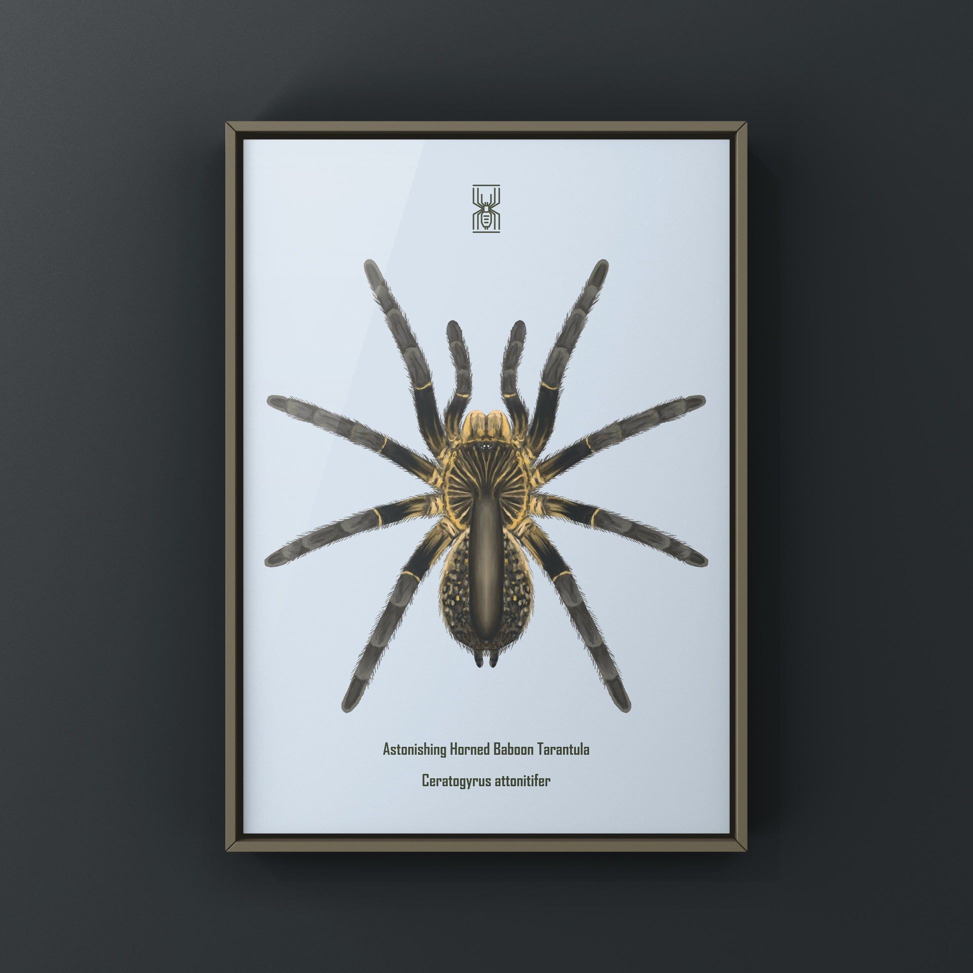 Astonishing Horned Baboon Tarantula, Ceratogyrus Attonitifer, Photographic Art Print from The Silk Ranch