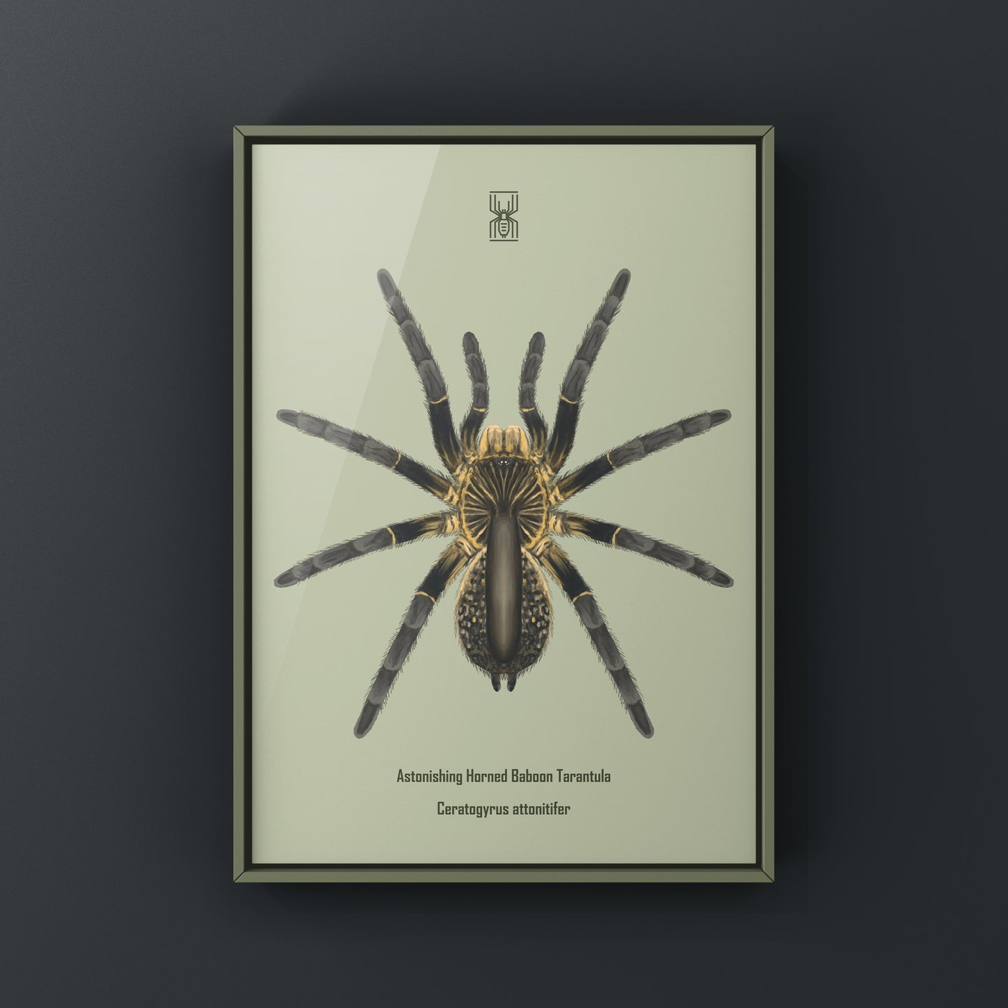 Astonishing Horned Baboon Tarantula, Ceratogyrus Attonitifer, Photographic Art Print from The Silk Ranch