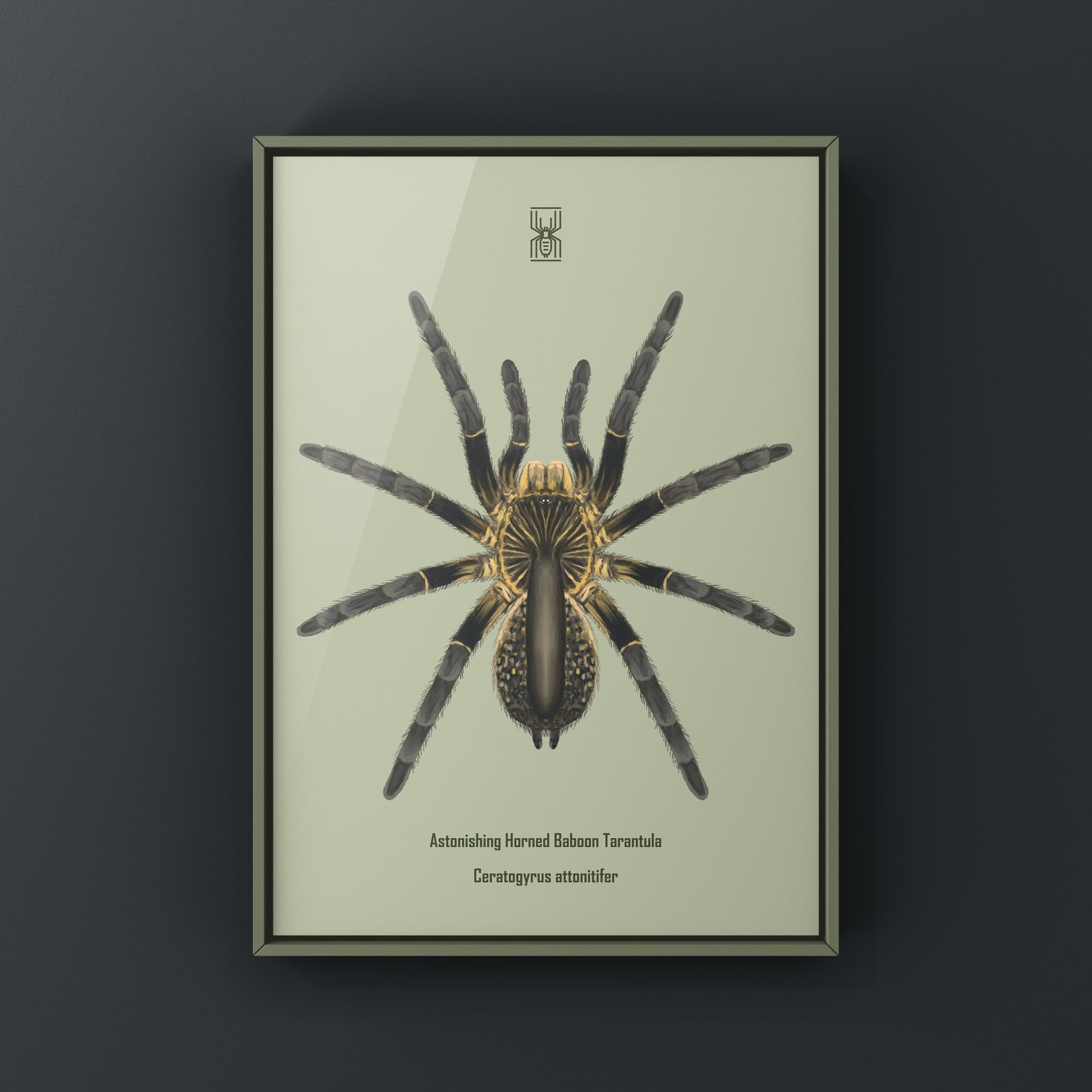 Astonishing Horned Baboon Tarantula, Ceratogyrus Attonitifer, Photographic Art Print from The Silk Ranch