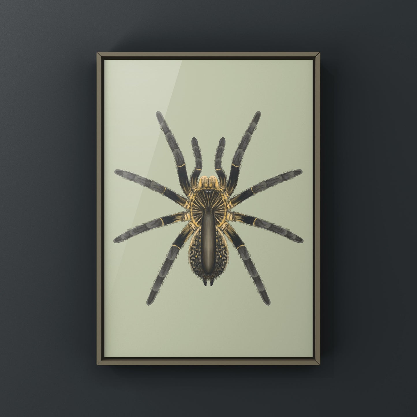 Astonishing Horned Baboon Tarantula, Ceratogyrus Attonitifer, Photographic Art Print from The Silk Ranch