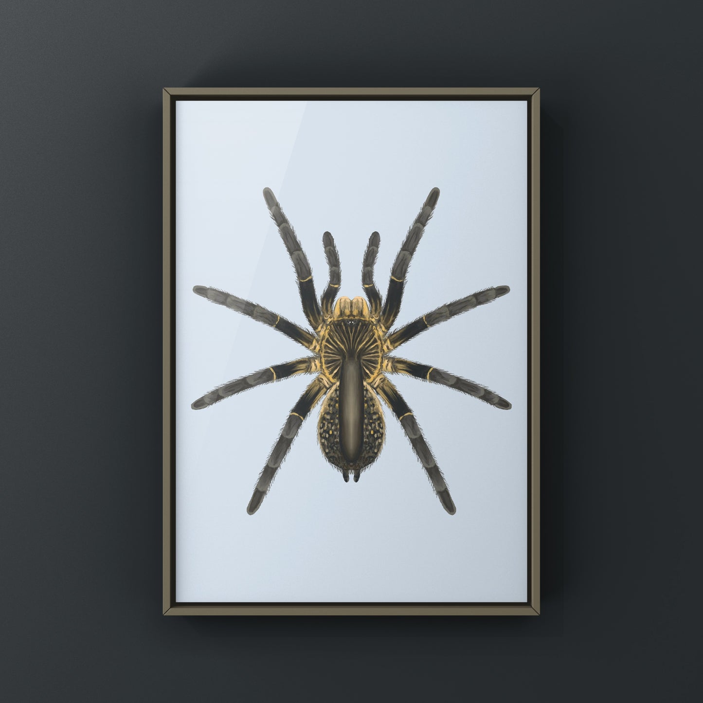 Astonishing Horned Baboon Tarantula, Ceratogyrus Attonitifer, Photographic Art Print from The Silk Ranch