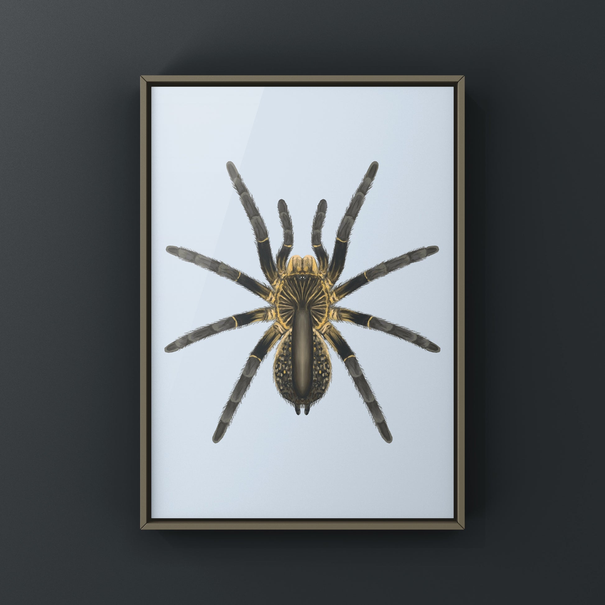 Astonishing Horned Baboon Tarantula, Ceratogyrus Attonitifer, Photographic Art Print from The Silk Ranch