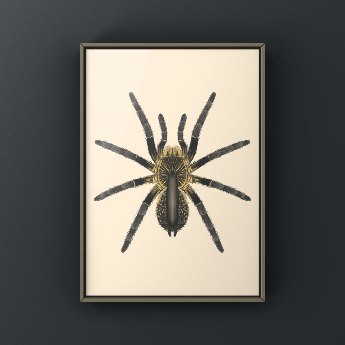 Astonishing Horned Baboon Tarantula, Ceratogyrus Attonitifer, Photographic Art Print from The Silk Ranch