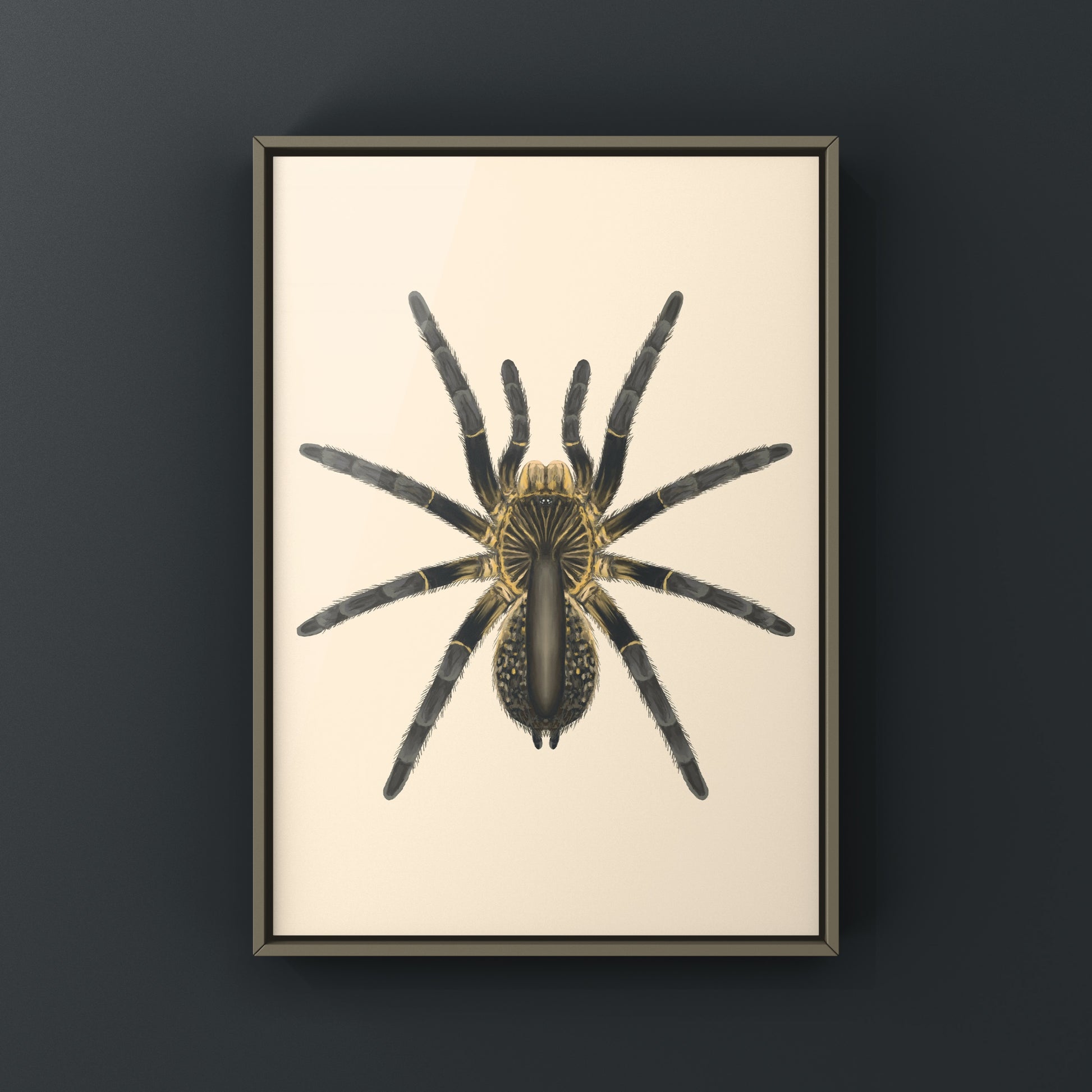Astonishing Horned Baboon Tarantula, Ceratogyrus Attonitifer, Photographic Art Print from The Silk Ranch