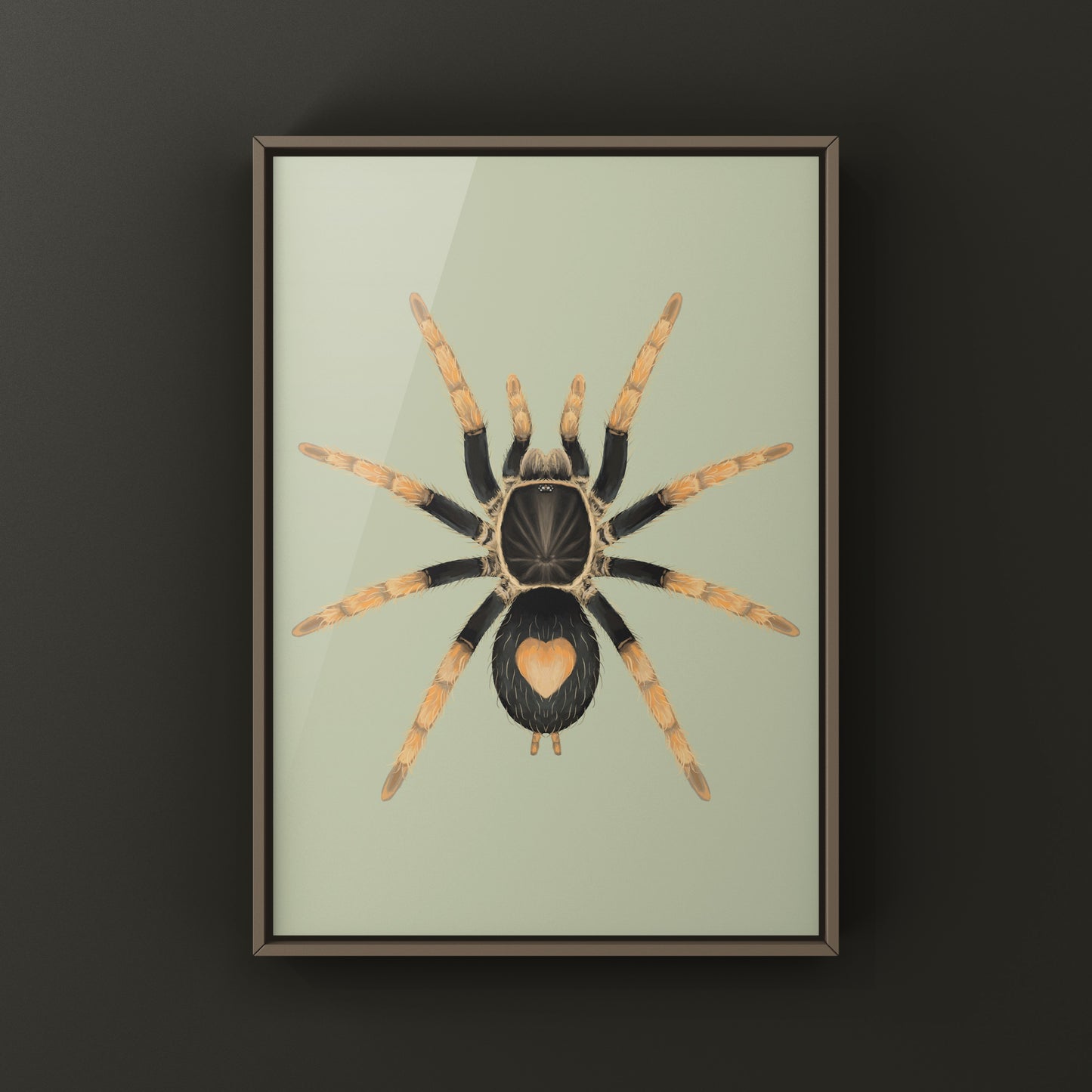 Peruvian Dwarf Red Leg Tarantula, Cyriocosmus Aueri, Photographic Art Print from The Silk Ranch