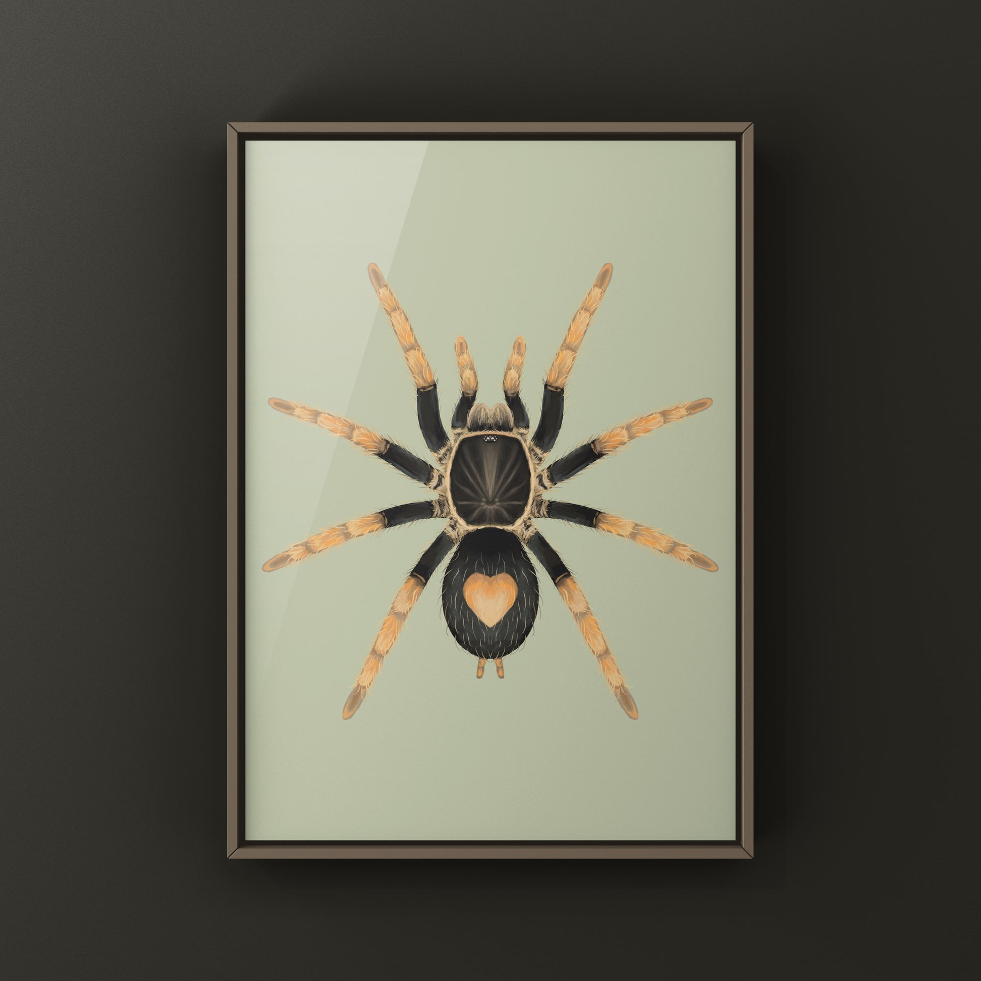Peruvian Dwarf Red Leg Tarantula, Cyriocosmus Aueri, Photographic Art Print from The Silk Ranch