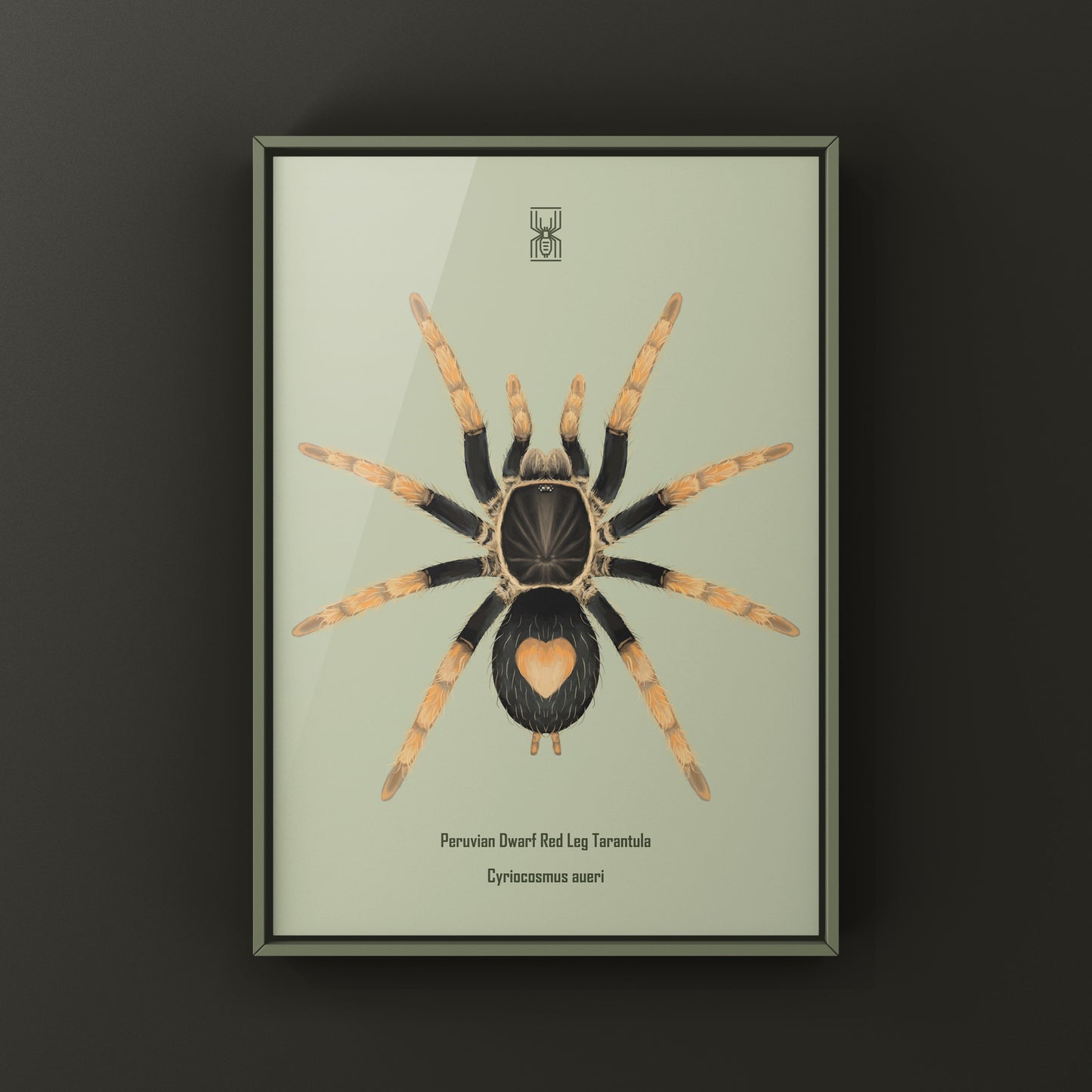 Peruvian Dwarf Red Leg Tarantula, Cyriocosmus Aueri, Photographic Art Print from The Silk Ranch