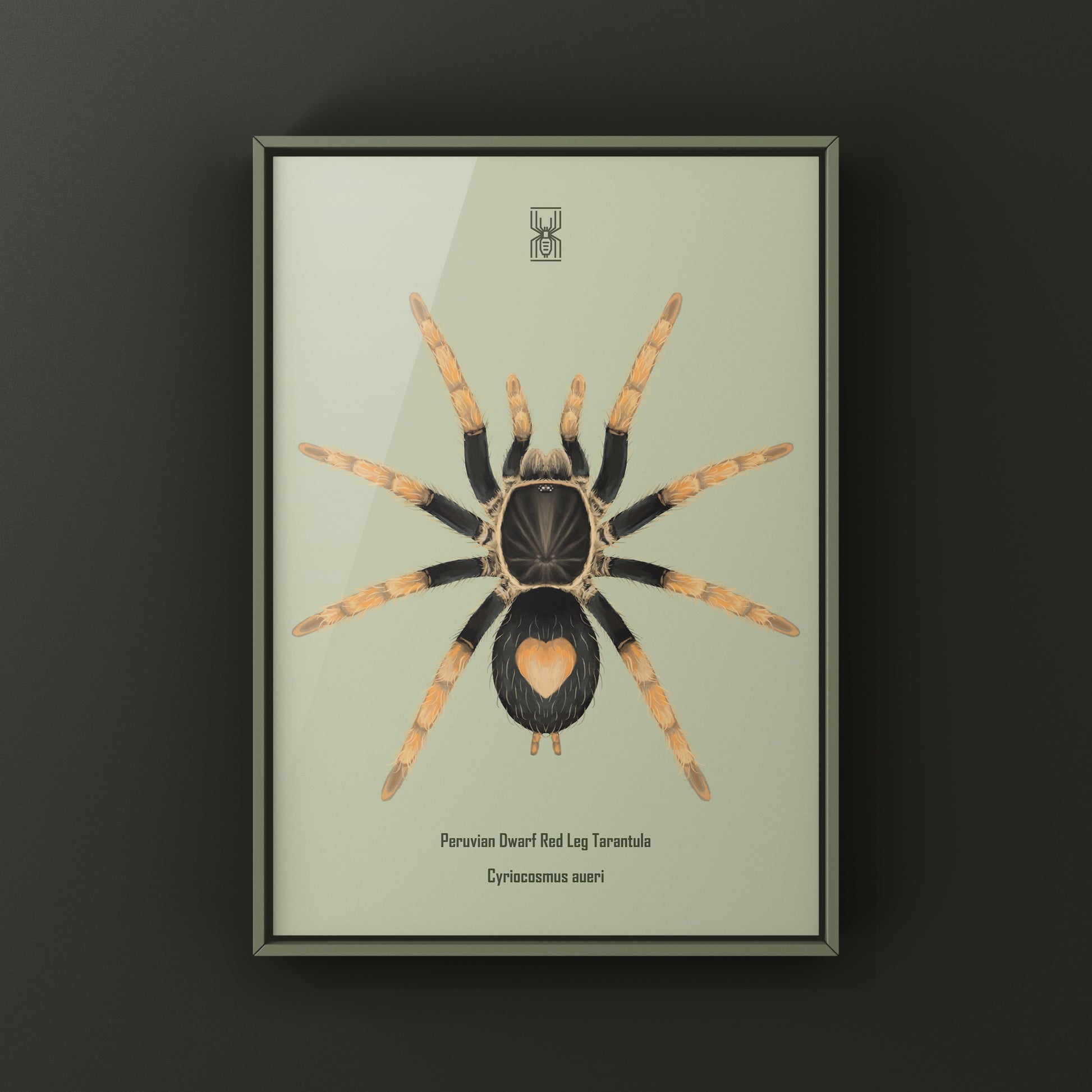 Peruvian Dwarf Red Leg Tarantula, Cyriocosmus Aueri, Photographic Art Print from The Silk Ranch