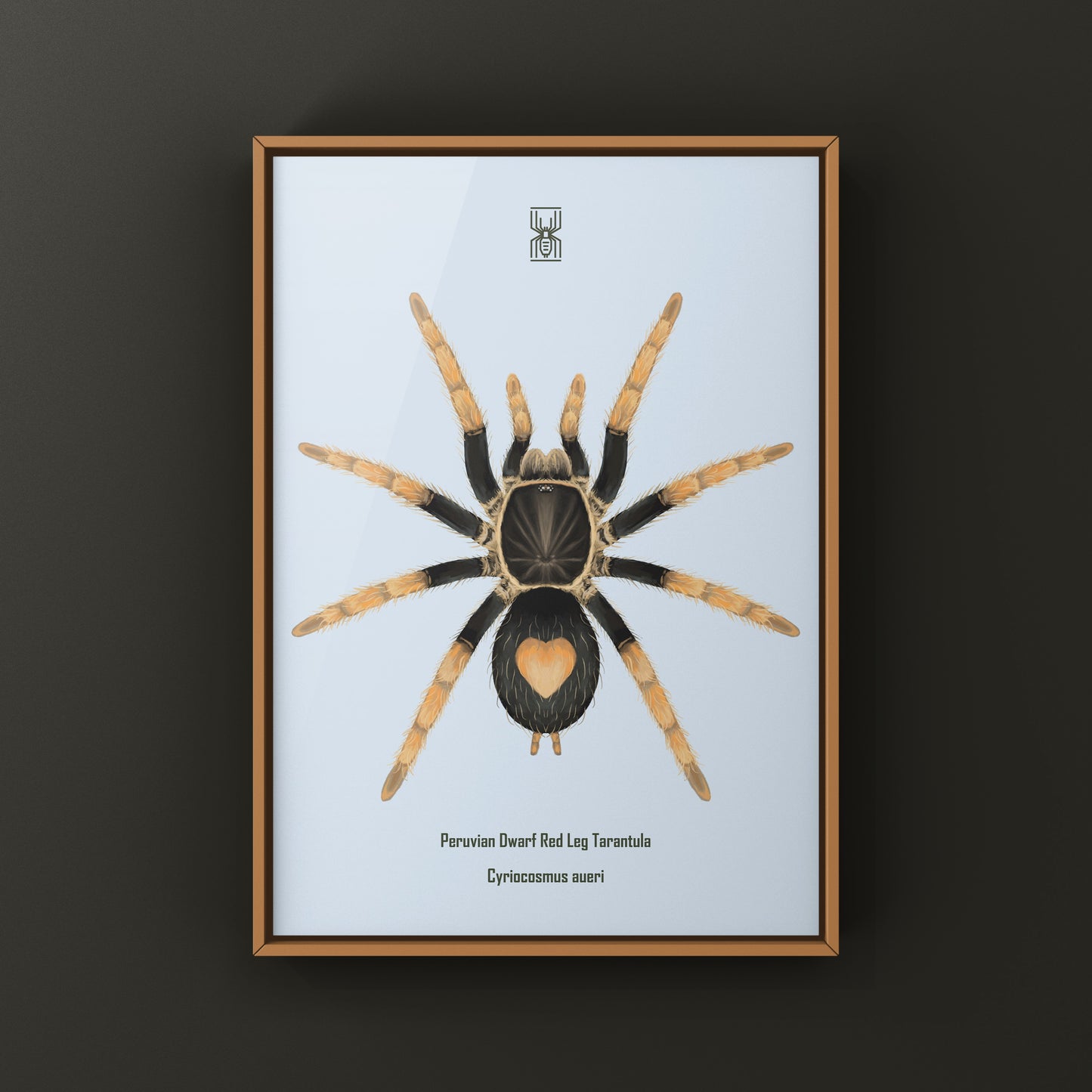 Peruvian Dwarf Red Leg Tarantula, Cyriocosmus Aueri, Photographic Art Print from The Silk Ranch