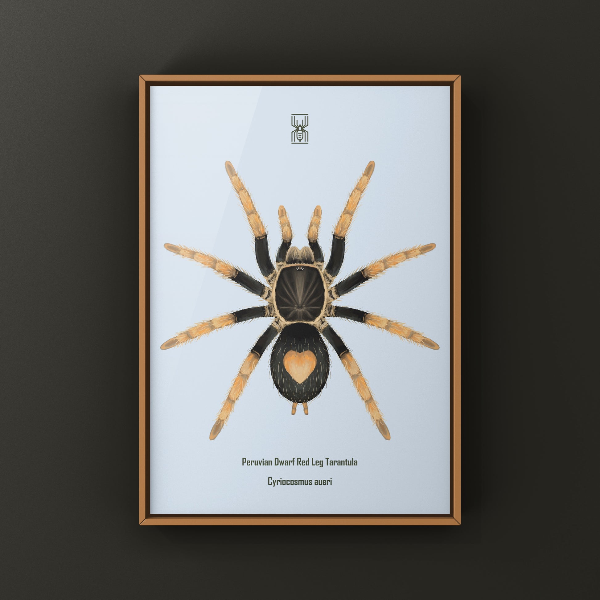 Peruvian Dwarf Red Leg Tarantula, Cyriocosmus Aueri, Photographic Art Print from The Silk Ranch