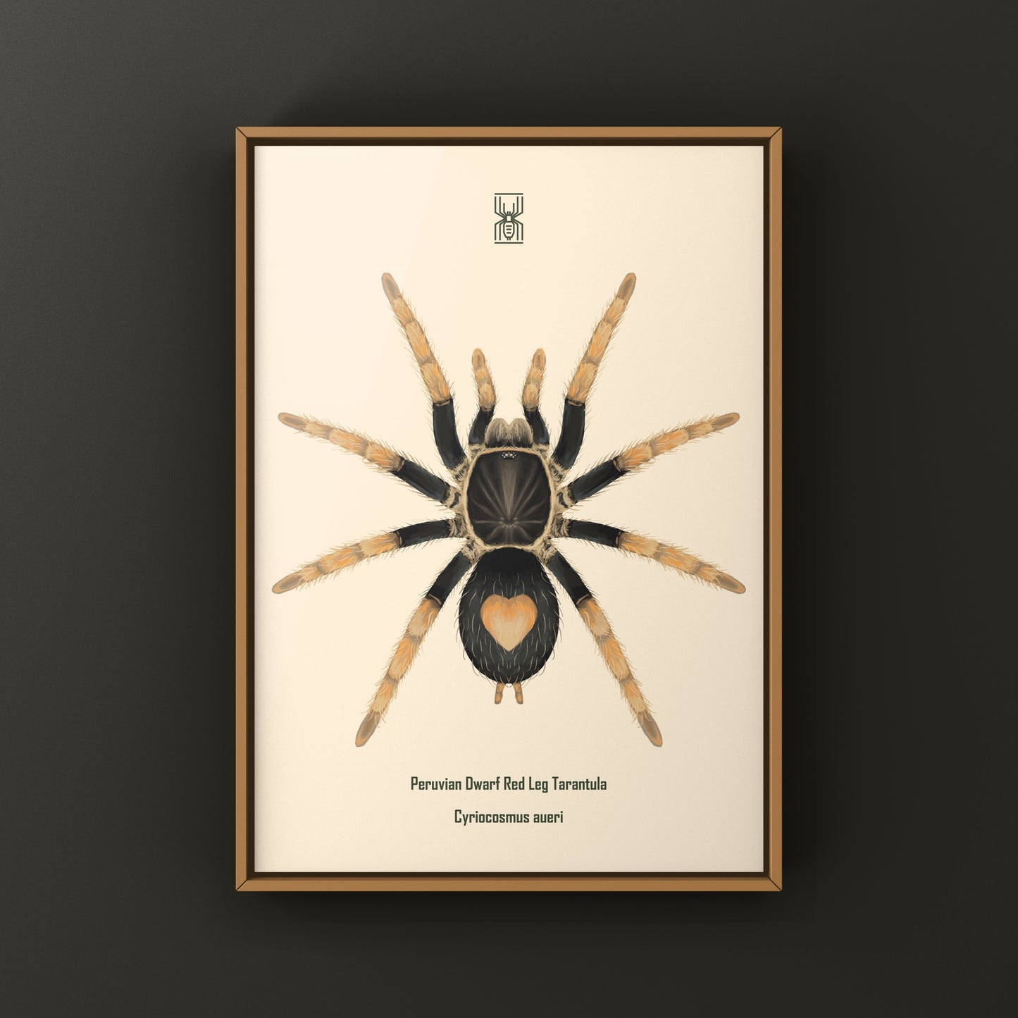 Peruvian Dwarf Red Leg Tarantula, Cyriocosmus Aueri, Photographic Art Print from The Silk Ranch