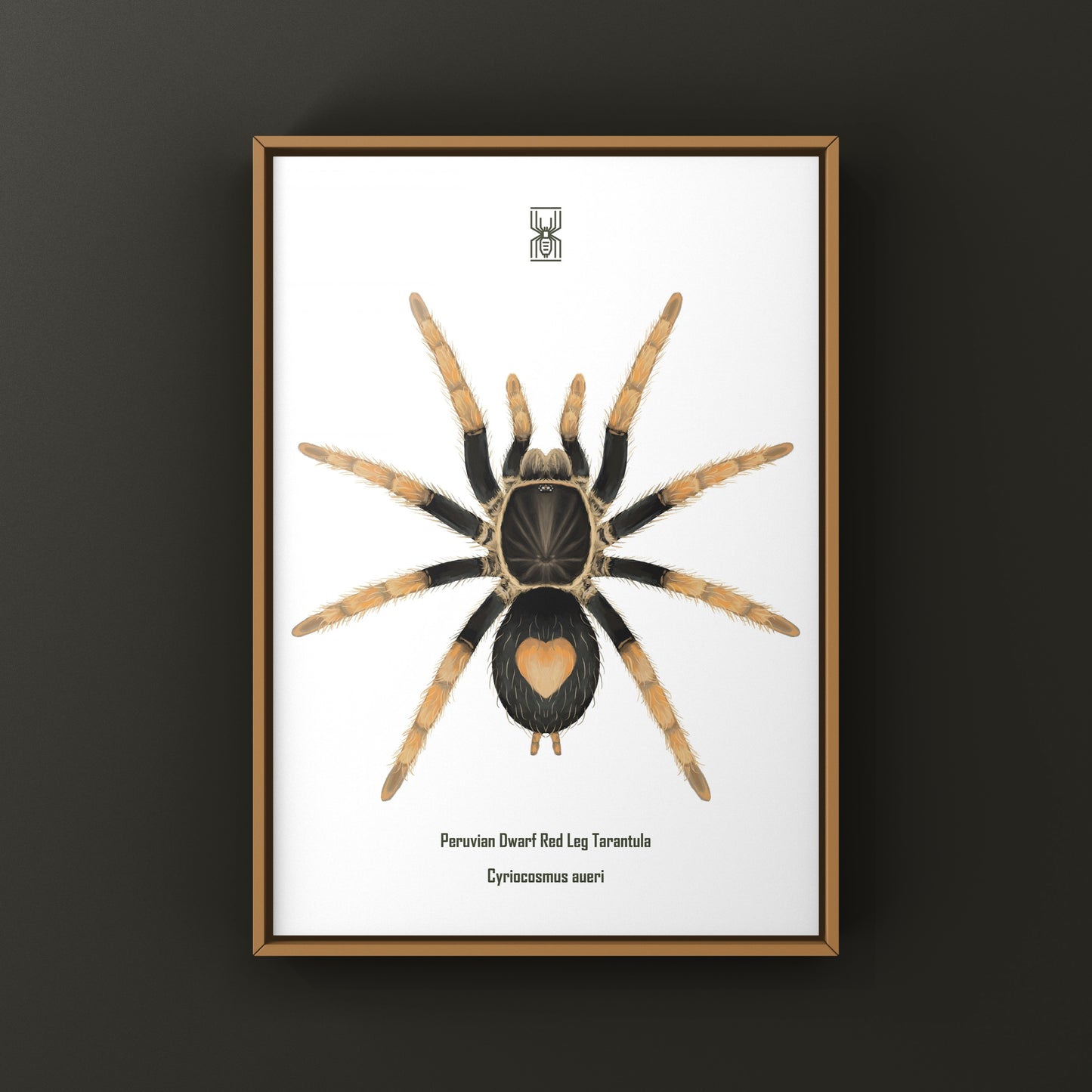Peruvian Dwarf Red Leg Tarantula, Cyriocosmus Aueri, Photographic Art Print from The Silk Ranch
