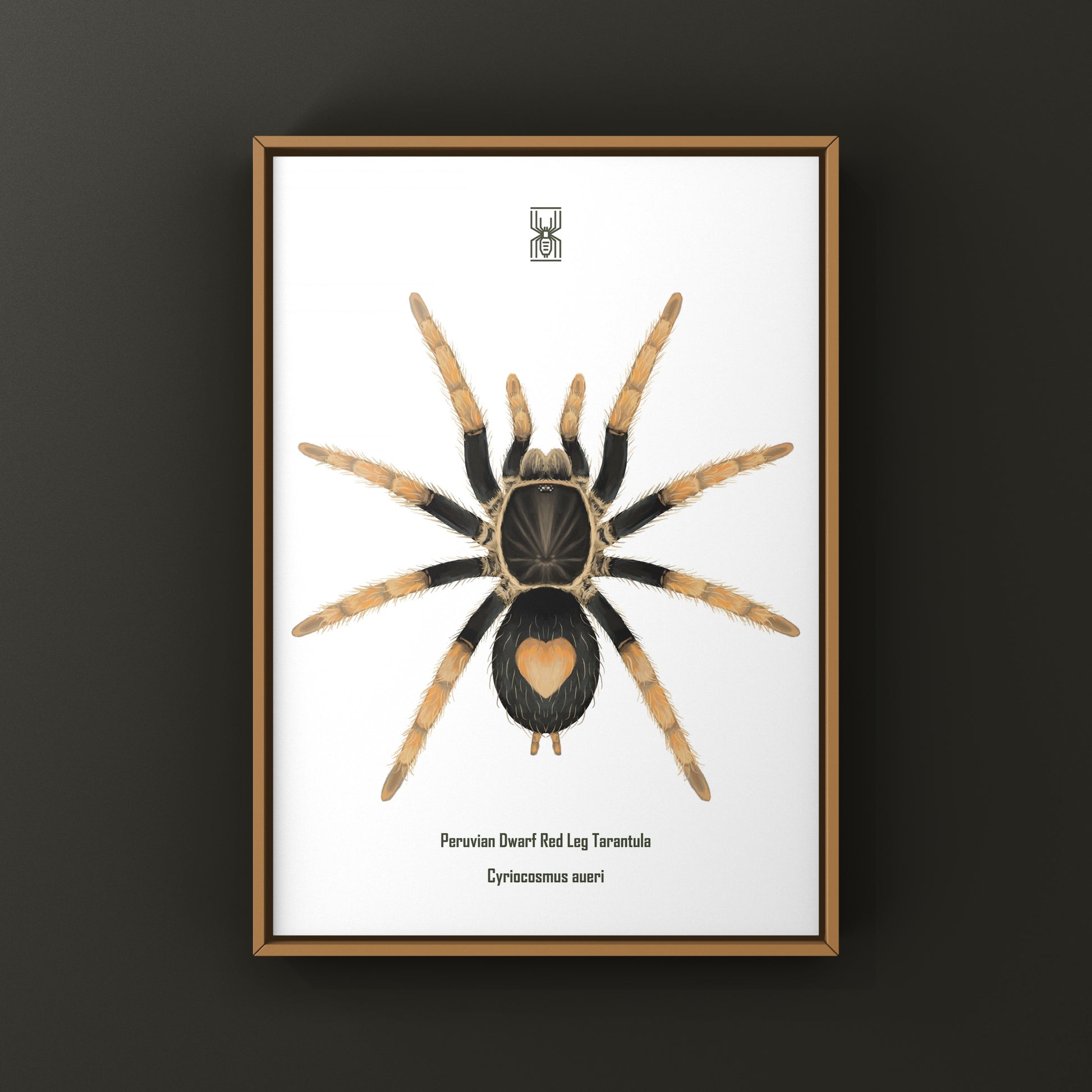 Peruvian Dwarf Red Leg Tarantula, Cyriocosmus Aueri, Photographic Art Print from The Silk Ranch