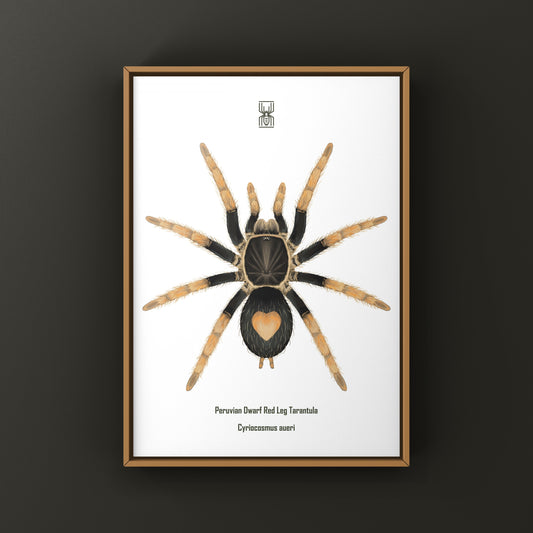 Peruvian Dwarf Red Leg Tarantula, Cyriocosmus Aueri, Photographic Art Print from The Silk Ranch
