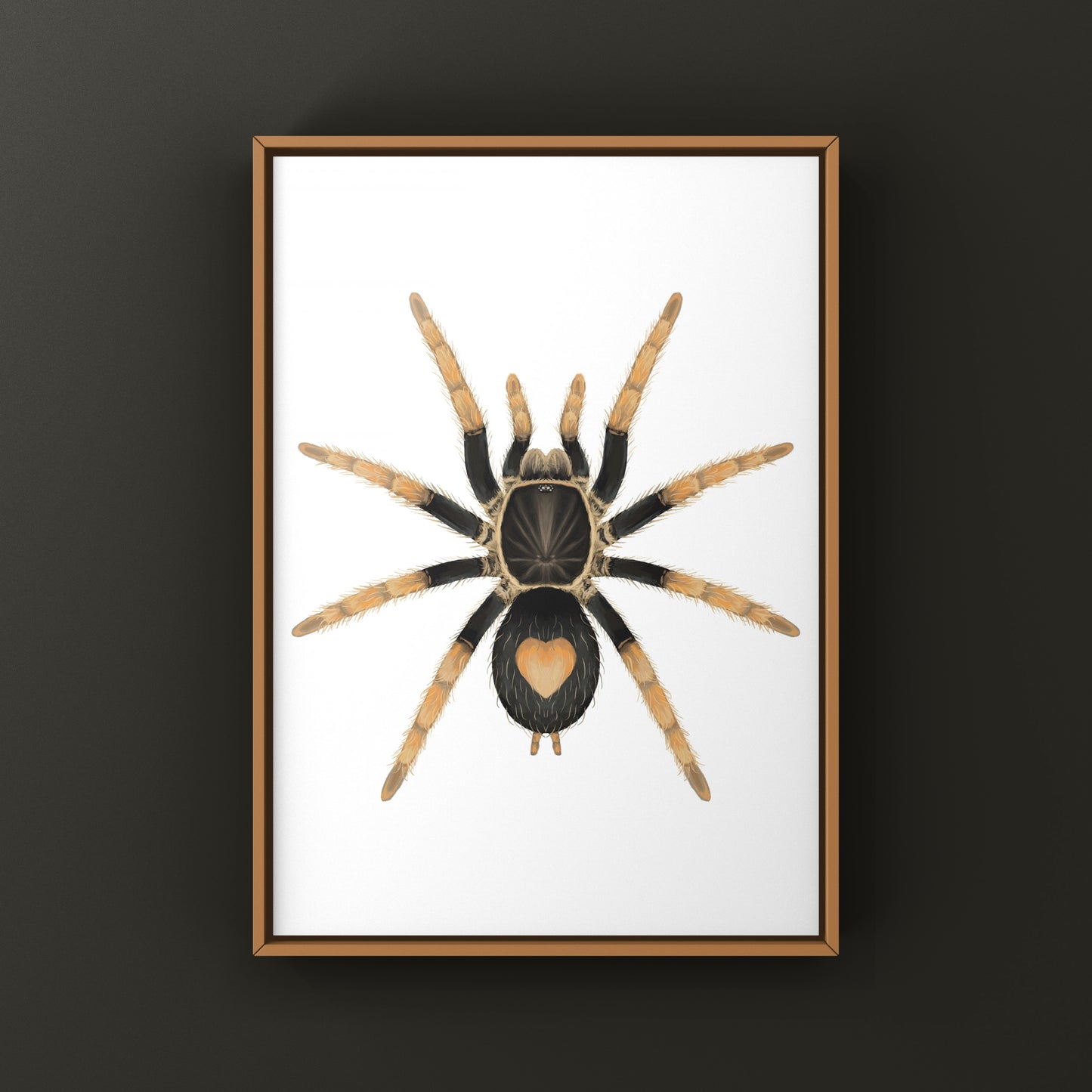 Peruvian Dwarf Red Leg Tarantula, Cyriocosmus Aueri, Photographic Art Print from The Silk Ranch