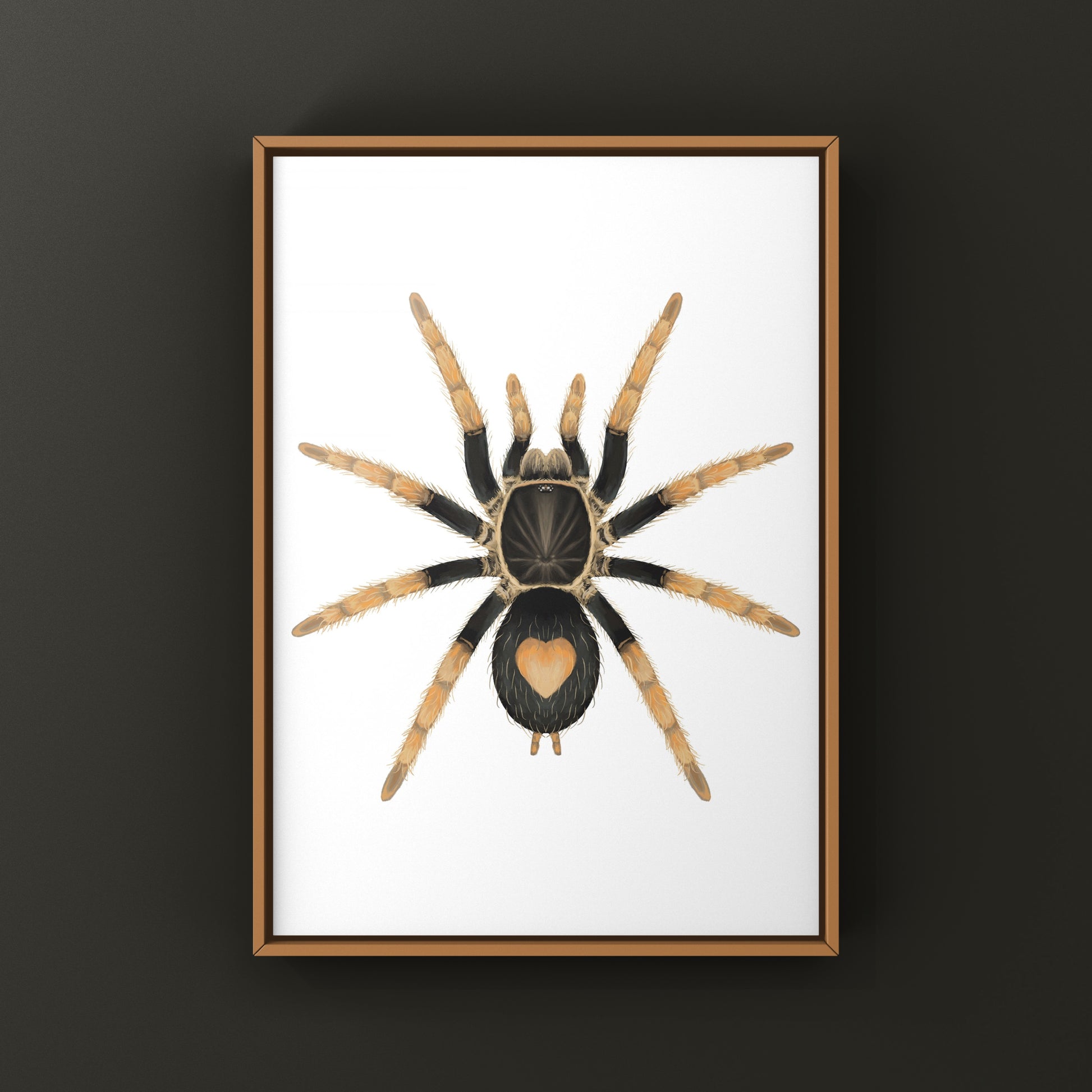 Peruvian Dwarf Red Leg Tarantula, Cyriocosmus Aueri, Photographic Art Print from The Silk Ranch