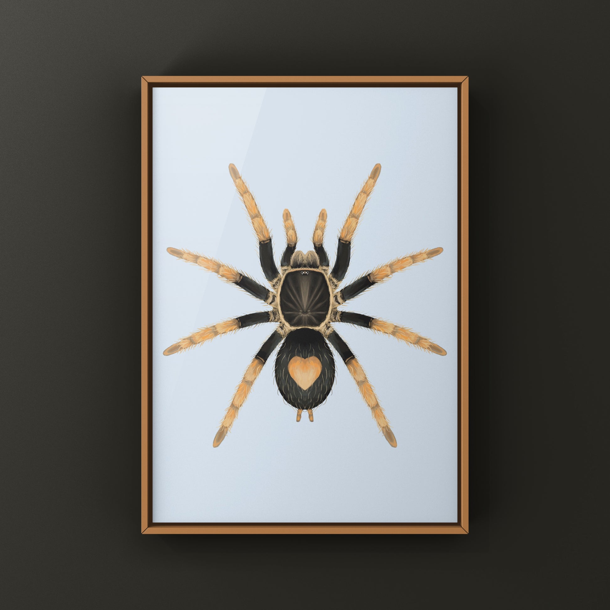 Peruvian Dwarf Red Leg Tarantula, Cyriocosmus Aueri, Photographic Art Print from The Silk Ranch