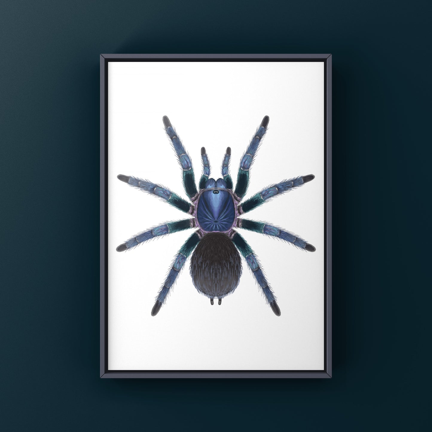 Goliath Blue Birdeater Tarantula, Phormictopus Sp. Blue Azul, Photographic Art Print from The Silk Ranch