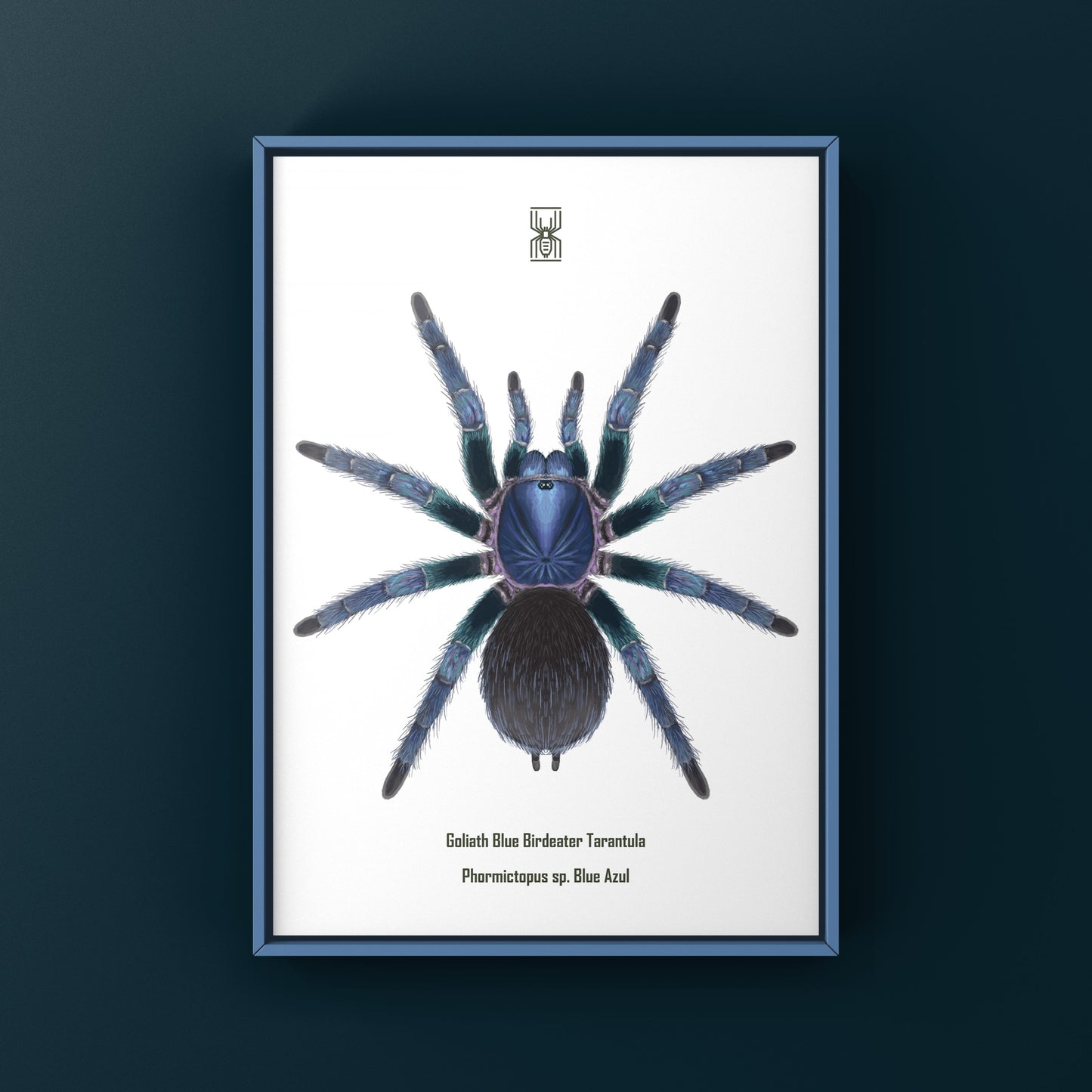 Goliath Blue Birdeater Tarantula, Phormictopus Sp. Blue Azul, Photographic Art Print from The Silk Ranch