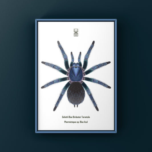 Goliath Blue Birdeater Tarantula, Phormictopus Sp. Blue Azul, Photographic Art Print from The Silk Ranch