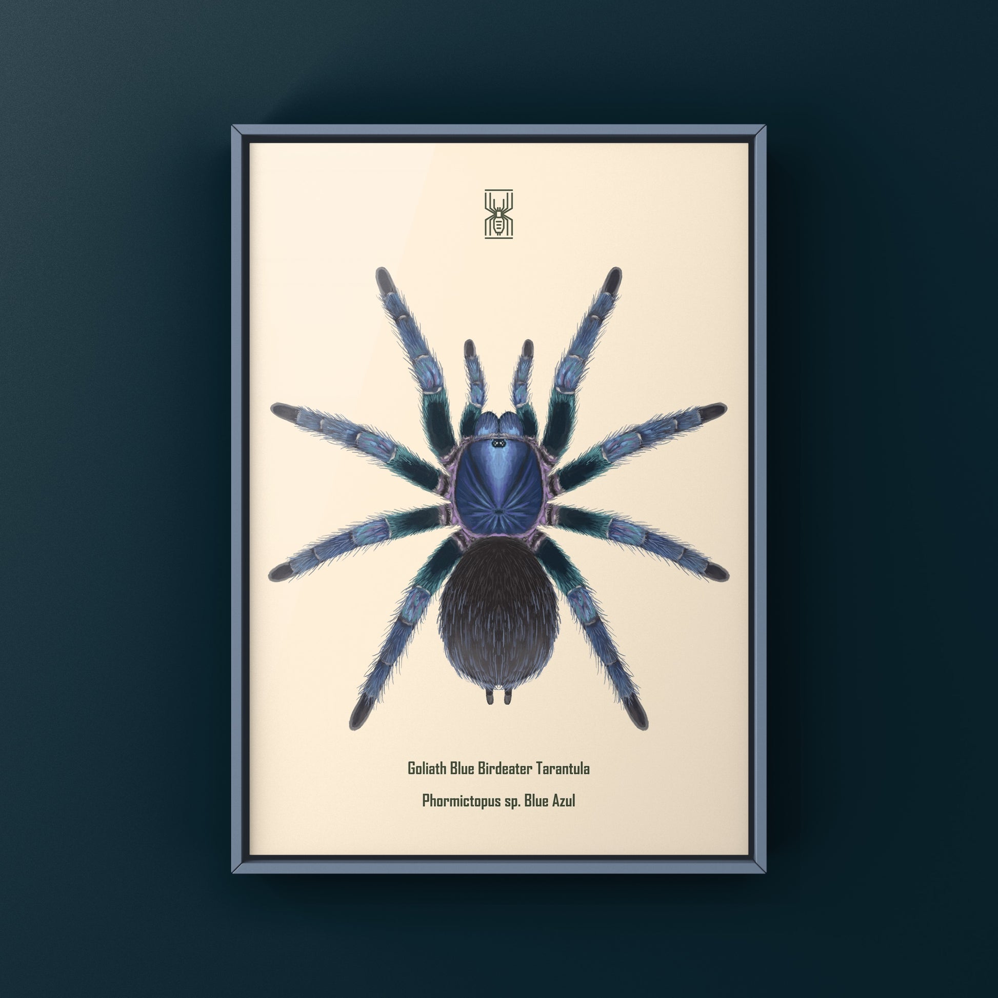Goliath Blue Birdeater Tarantula, Phormictopus Sp. Blue Azul, Photographic Art Print from The Silk Ranch