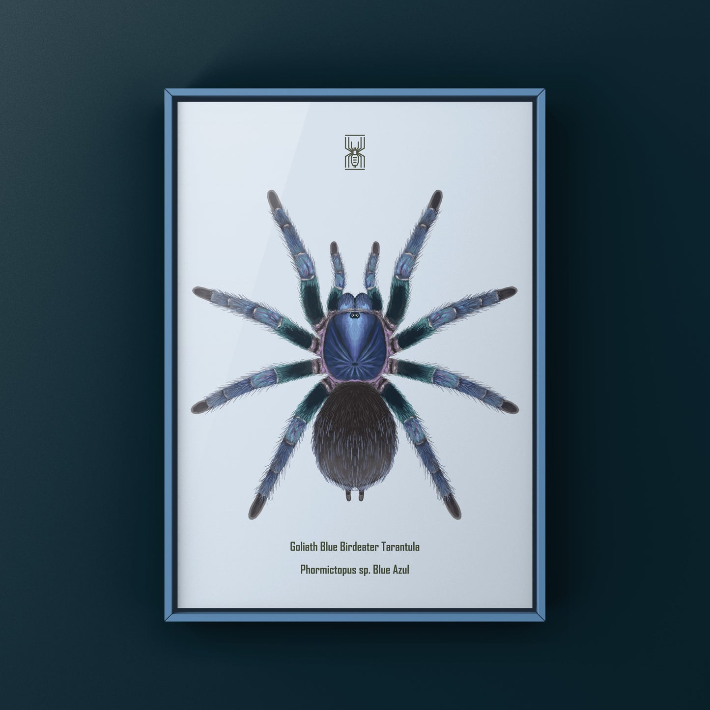 Goliath Blue Birdeater Tarantula, Phormictopus Sp. Blue Azul, Photographic Art Print from The Silk Ranch