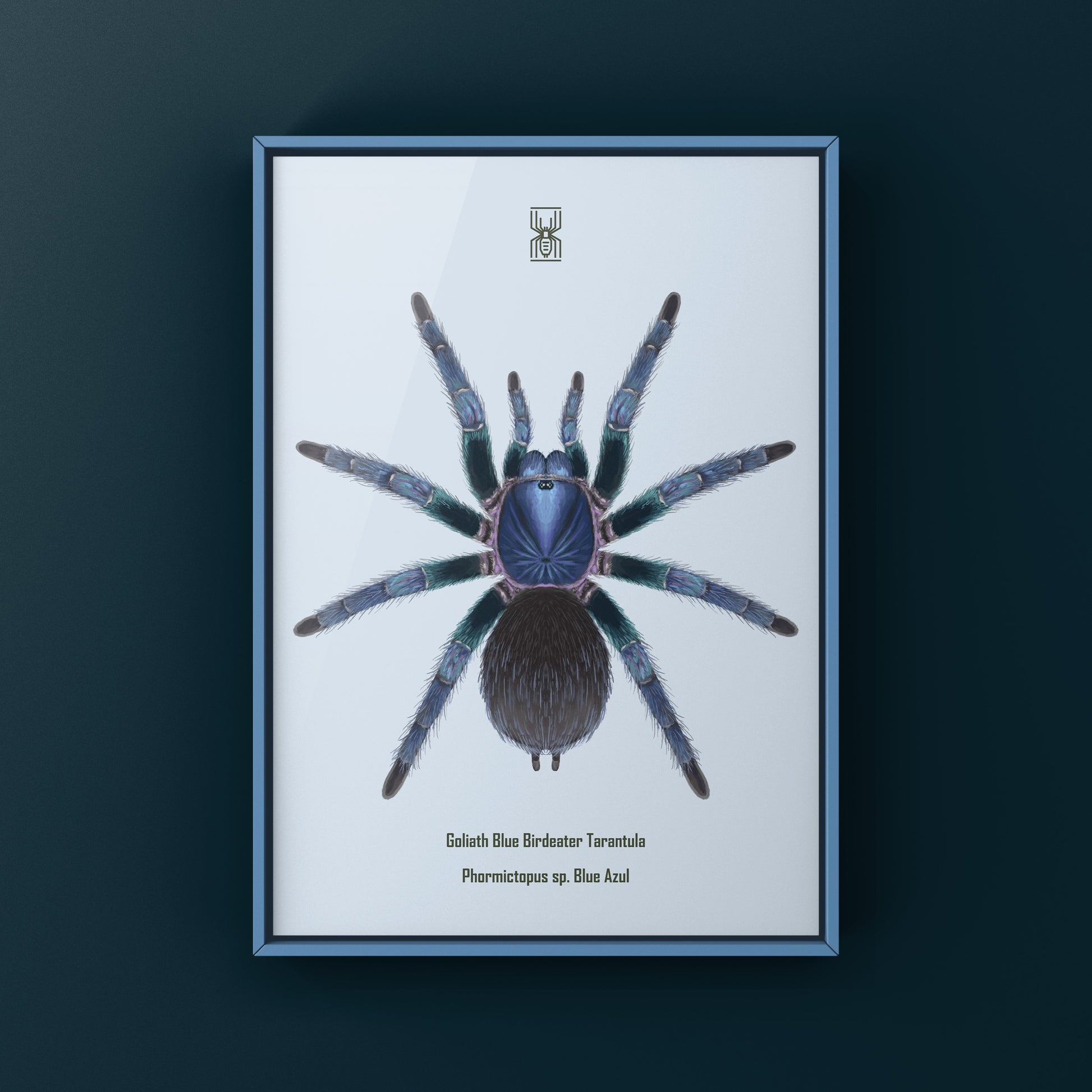 Goliath Blue Birdeater Tarantula, Phormictopus Sp. Blue Azul, Photographic Art Print from The Silk Ranch