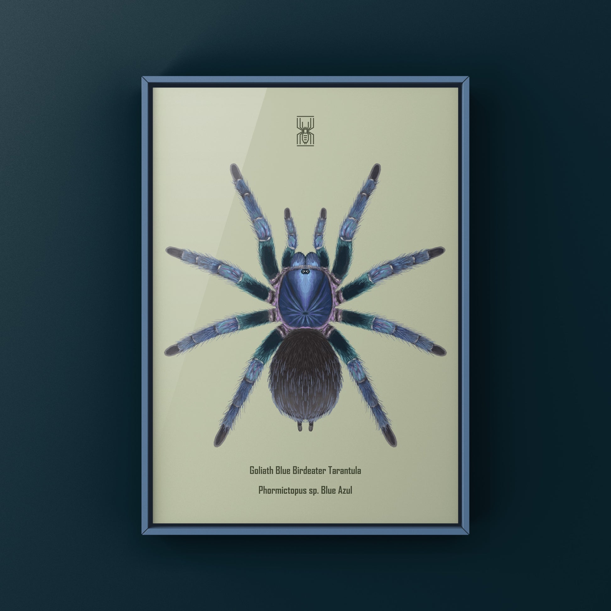Goliath Blue Birdeater Tarantula, Phormictopus Sp. Blue Azul, Photographic Art Print from The Silk Ranch