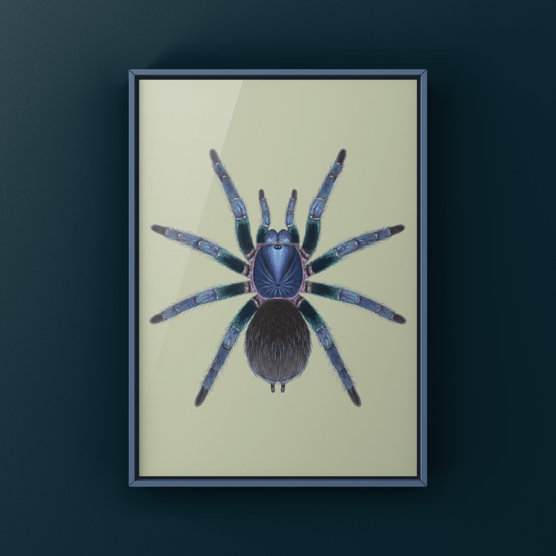 Goliath Blue Birdeater Tarantula, Phormictopus Sp. Blue Azul, Photographic Art Print from The Silk Ranch