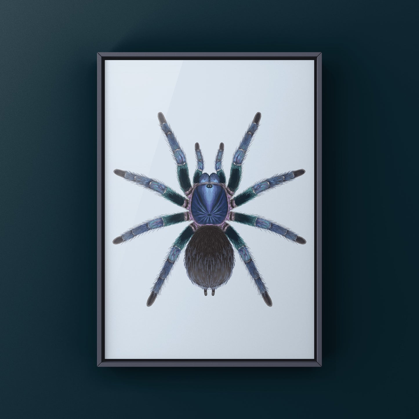 Goliath Blue Birdeater Tarantula, Phormictopus Sp. Blue Azul, Photographic Art Print from The Silk Ranch