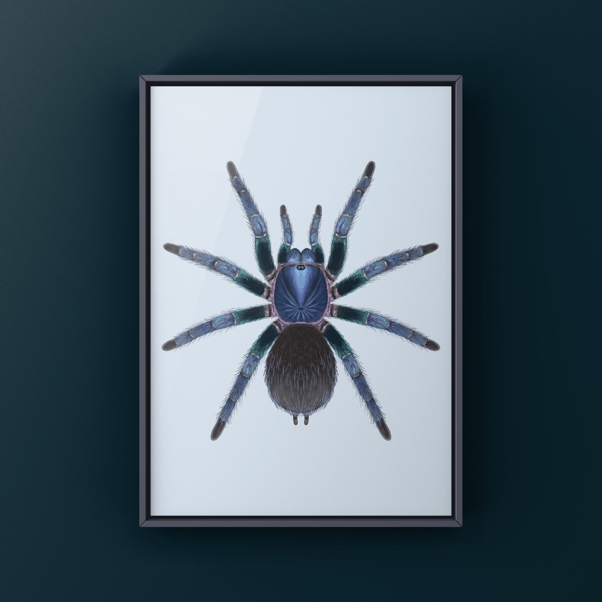 Goliath Blue Birdeater Tarantula, Phormictopus Sp. Blue Azul, Photographic Art Print from The Silk Ranch
