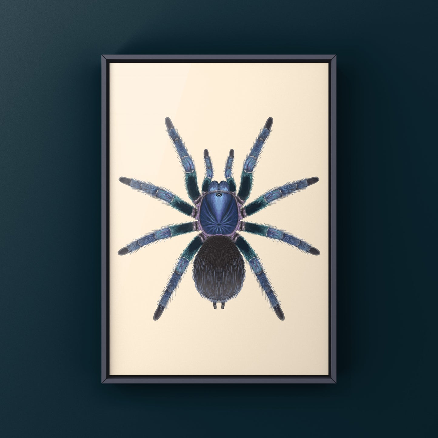 Goliath Blue Birdeater Tarantula, Phormictopus Sp. Blue Azul, Photographic Art Print from The Silk Ranch