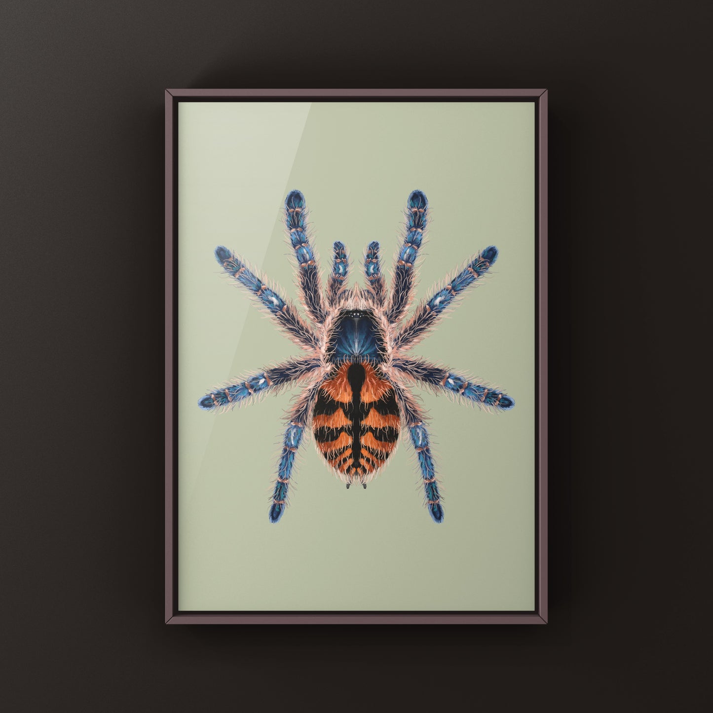 Chapadensis Jewel Tarantula, Typhochlaena Chapadensis, Photographic Art Print from The Silk Ranch