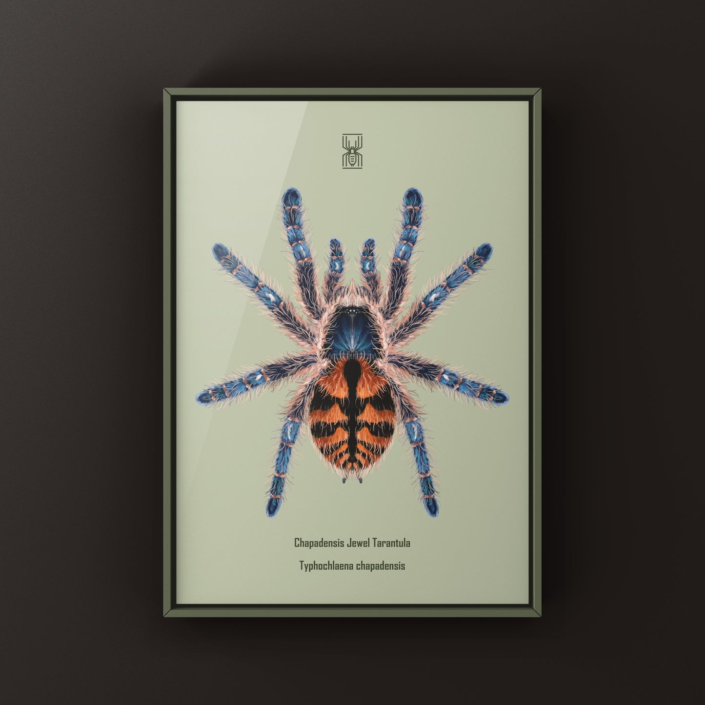 Chapadensis Jewel Tarantula, Typhochlaena Chapadensis, Photographic Art Print from The Silk Ranch