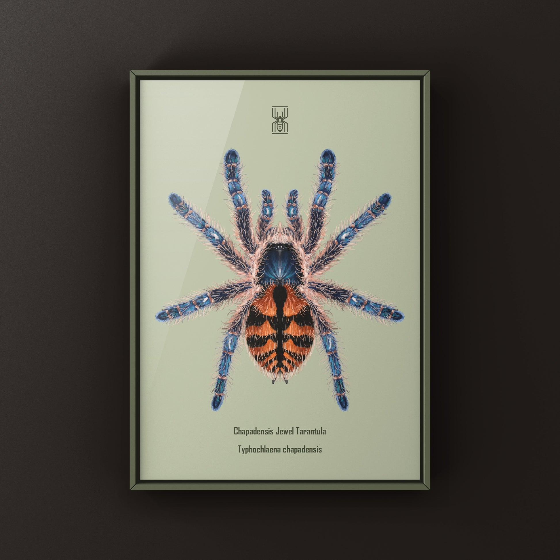 Chapadensis Jewel Tarantula, Typhochlaena Chapadensis, Photographic Art Print from The Silk Ranch