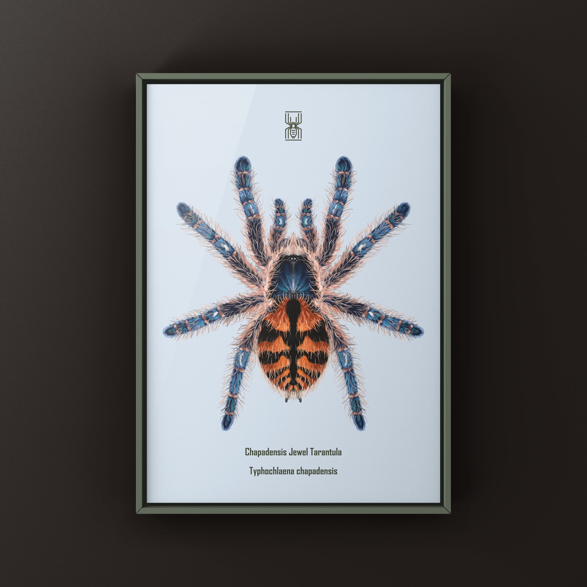 Chapadensis Jewel Tarantula, Typhochlaena Chapadensis, Photographic Art Print from The Silk Ranch
